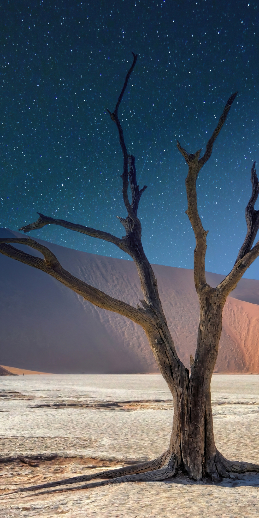 Dead tree, landscape, desert, 1080x2160 wallpaper