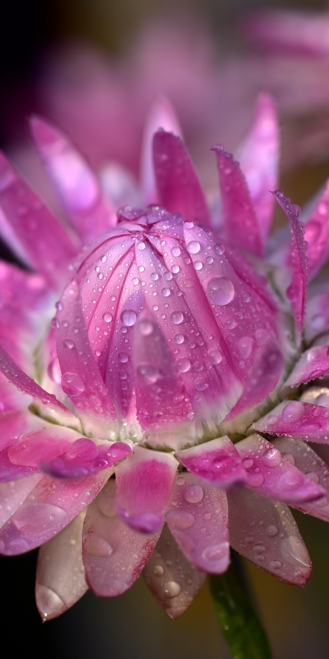 Bloom, pink flower, drops, close up, 1080x2160 wallpaper