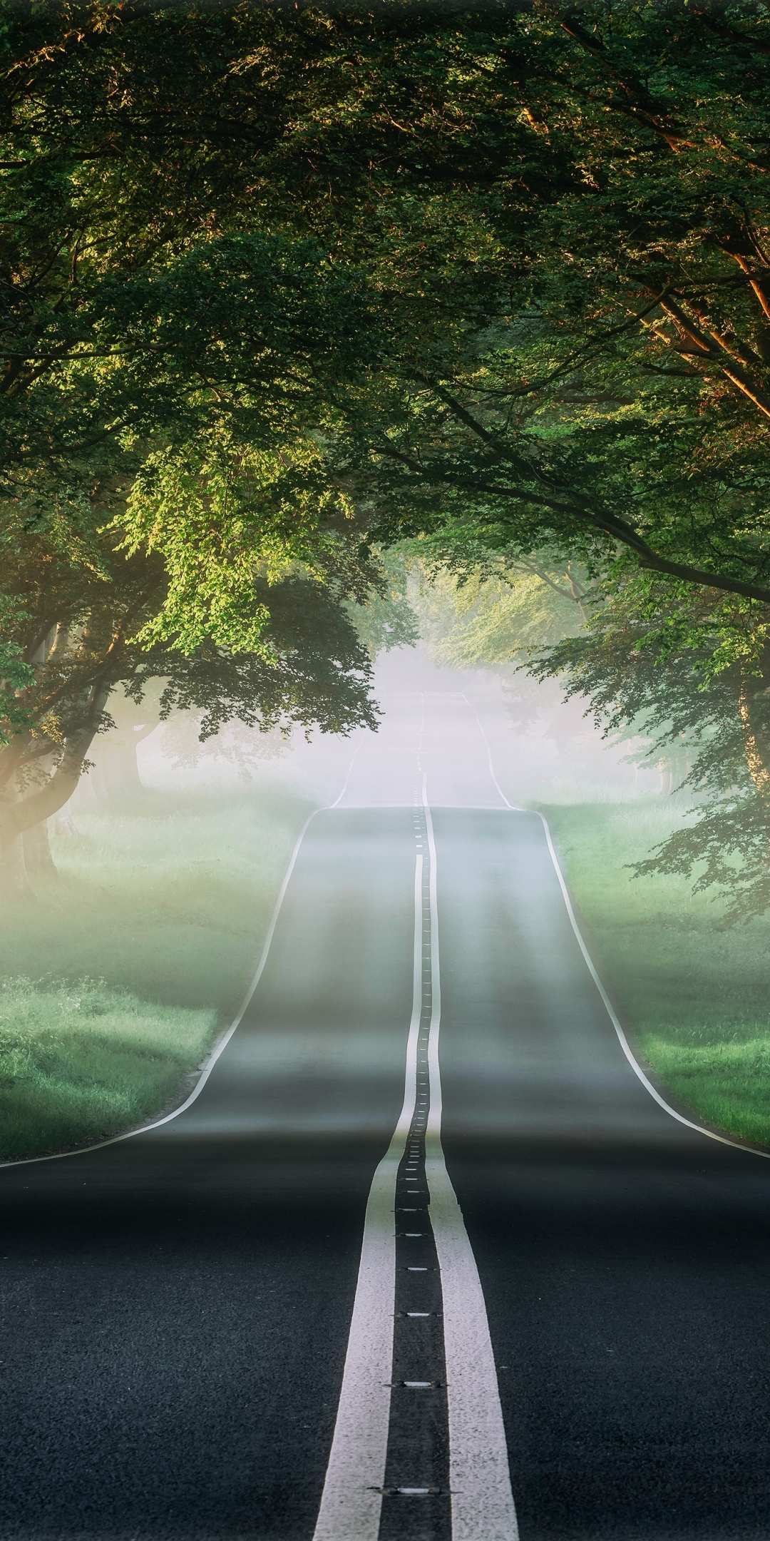 Forest, road through trees, woods, nature, 1080x2160 wallpaper