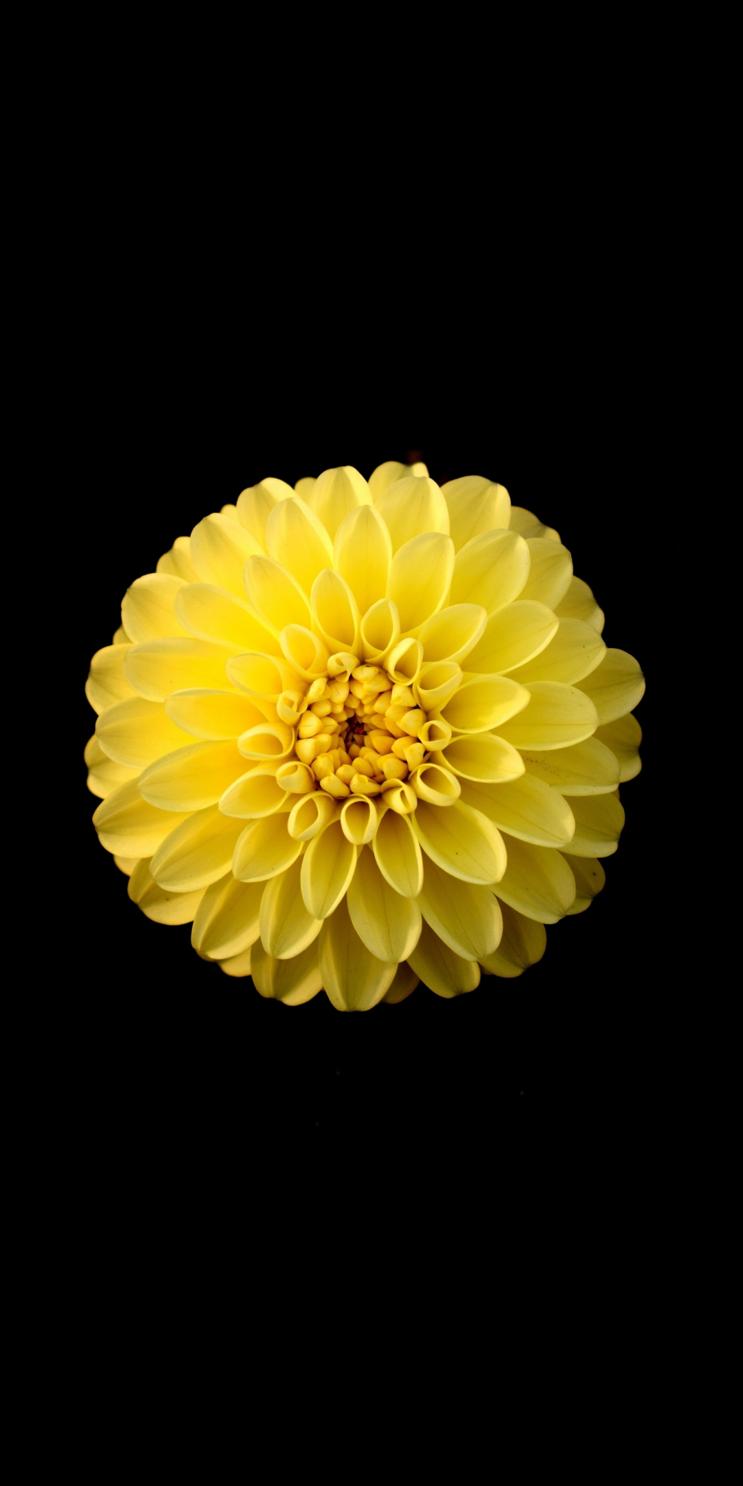 Yellow, flowers, bloom, Dahlia, portrait, 1080x2160 wallpaper