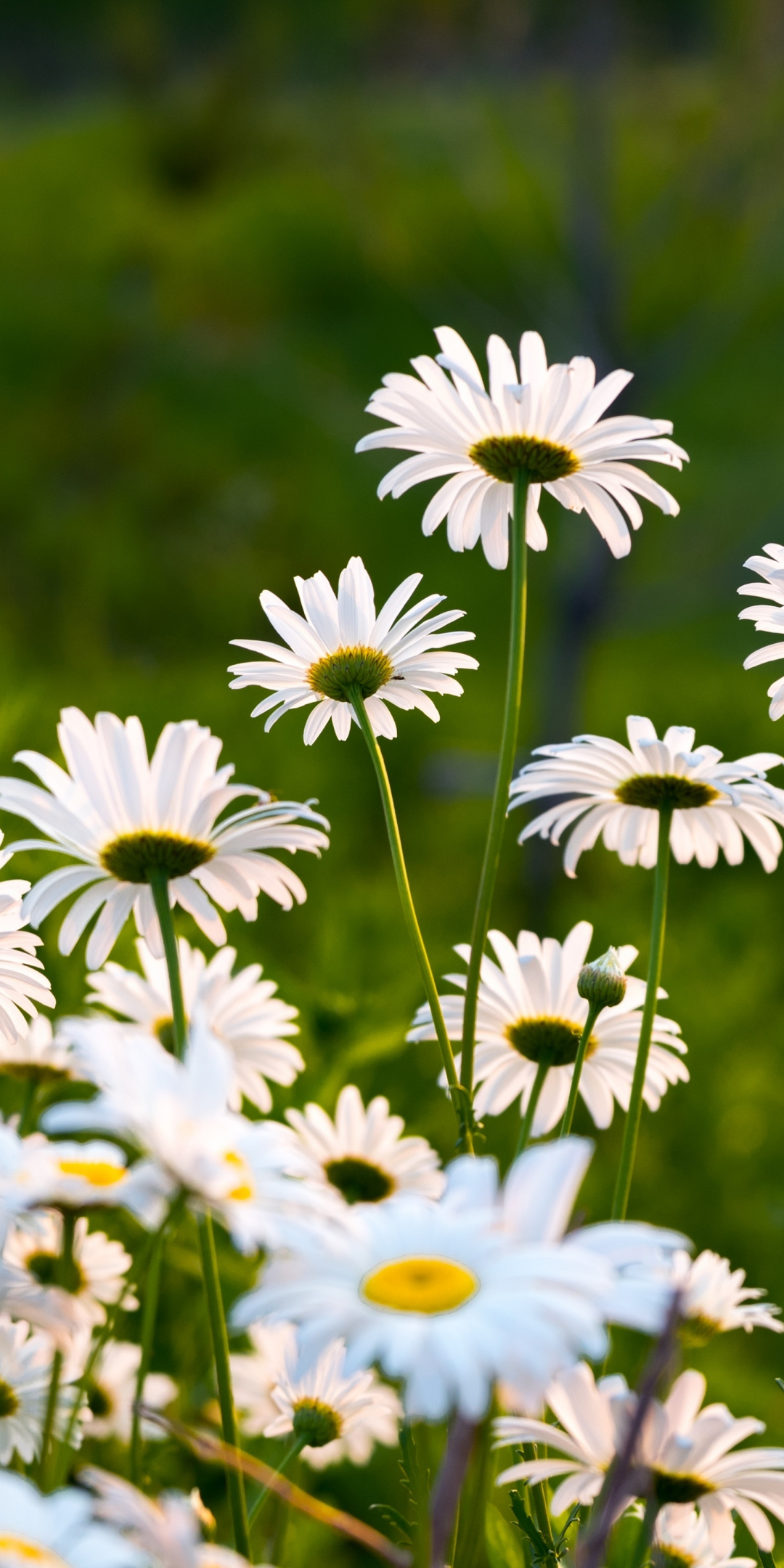 Garden, white daisy, plants and flowers, spring, 1080x2160 wallpaper