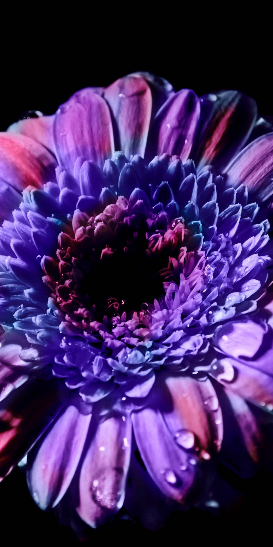 Gerbera, Daisy flower, close up, purple flower, 1080x2160 wallpaper