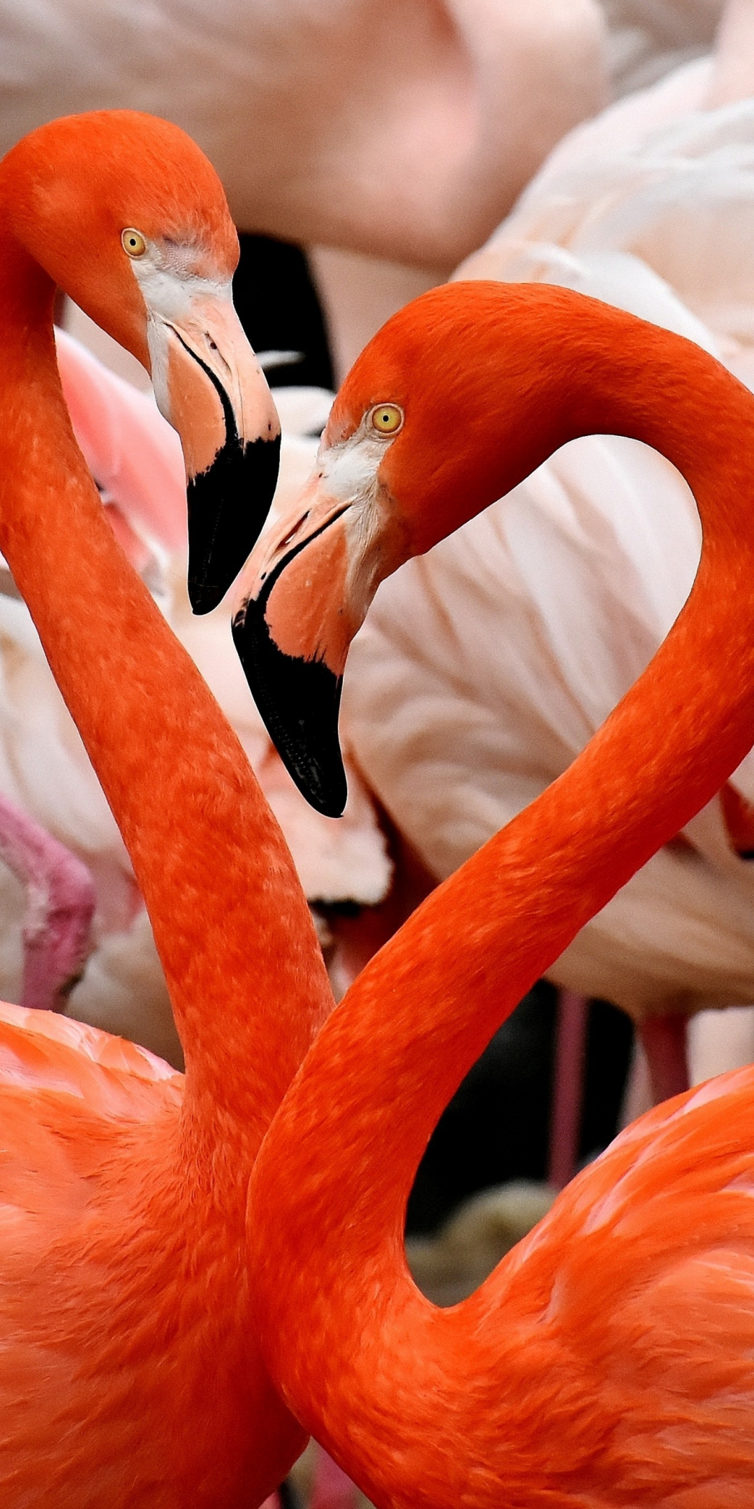 Flamingo, birds, 1080x2160 wallpaper
