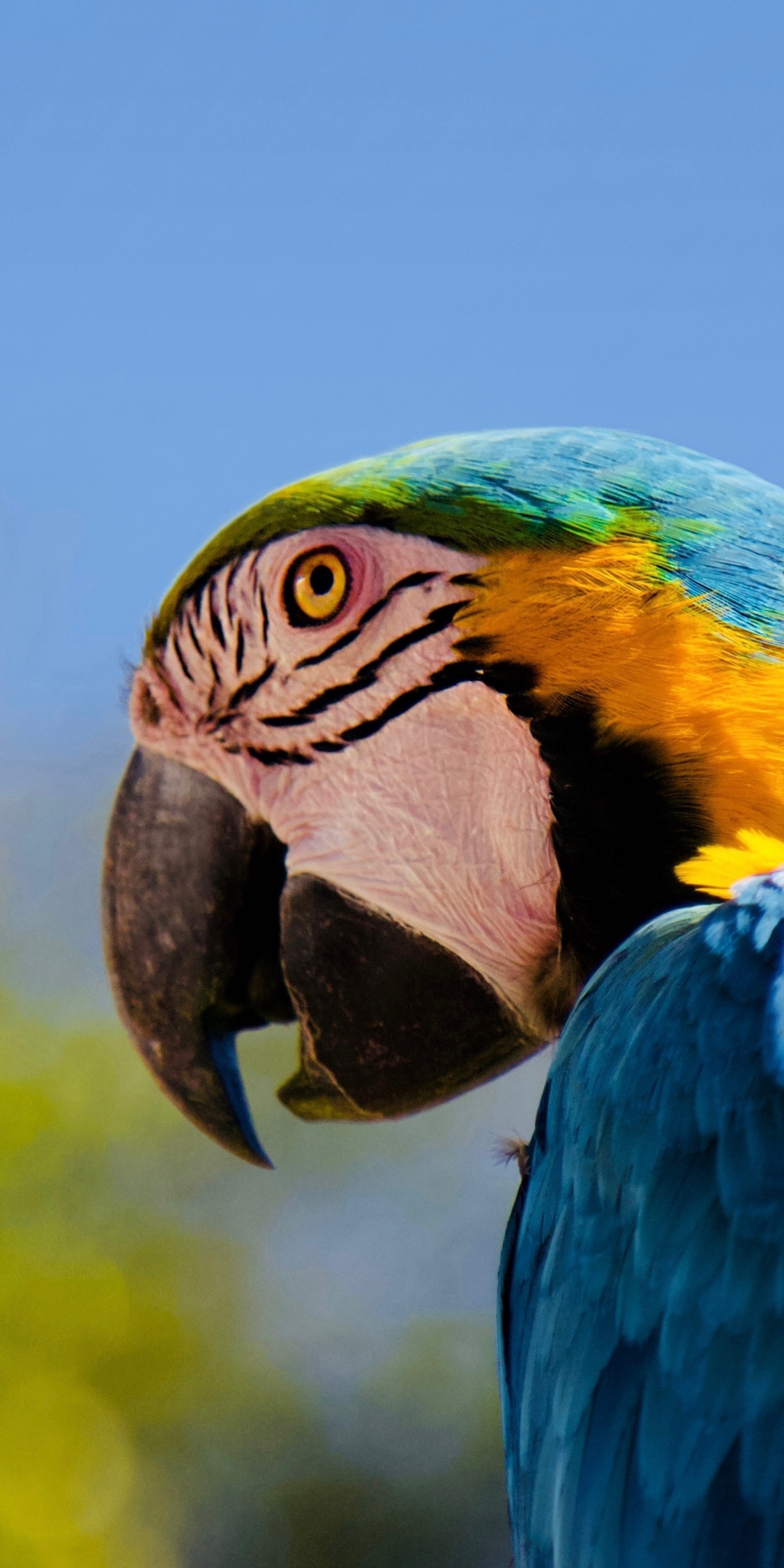 Parrot, macaw, muzzle, 1080x2160 wallpaper