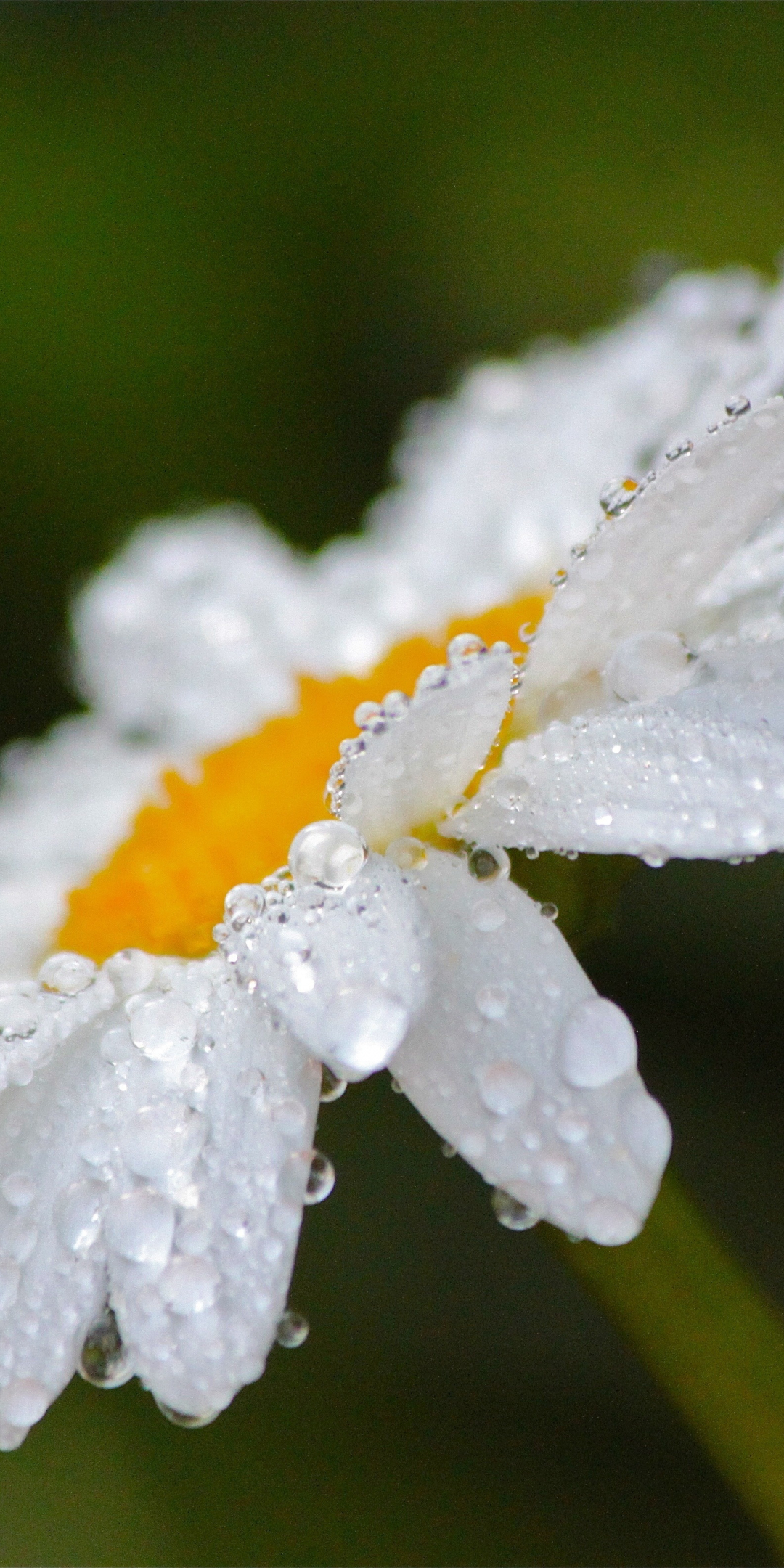 Drops, close up, bloom, white daisy, 1080x2160 wallpaper
