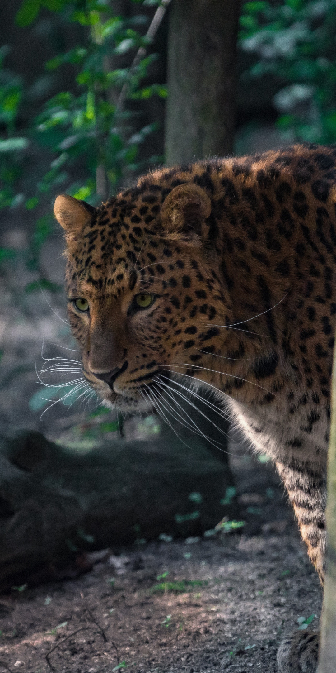 Wildlife, spots, Leopard, animal, 1080x2160 wallpaper