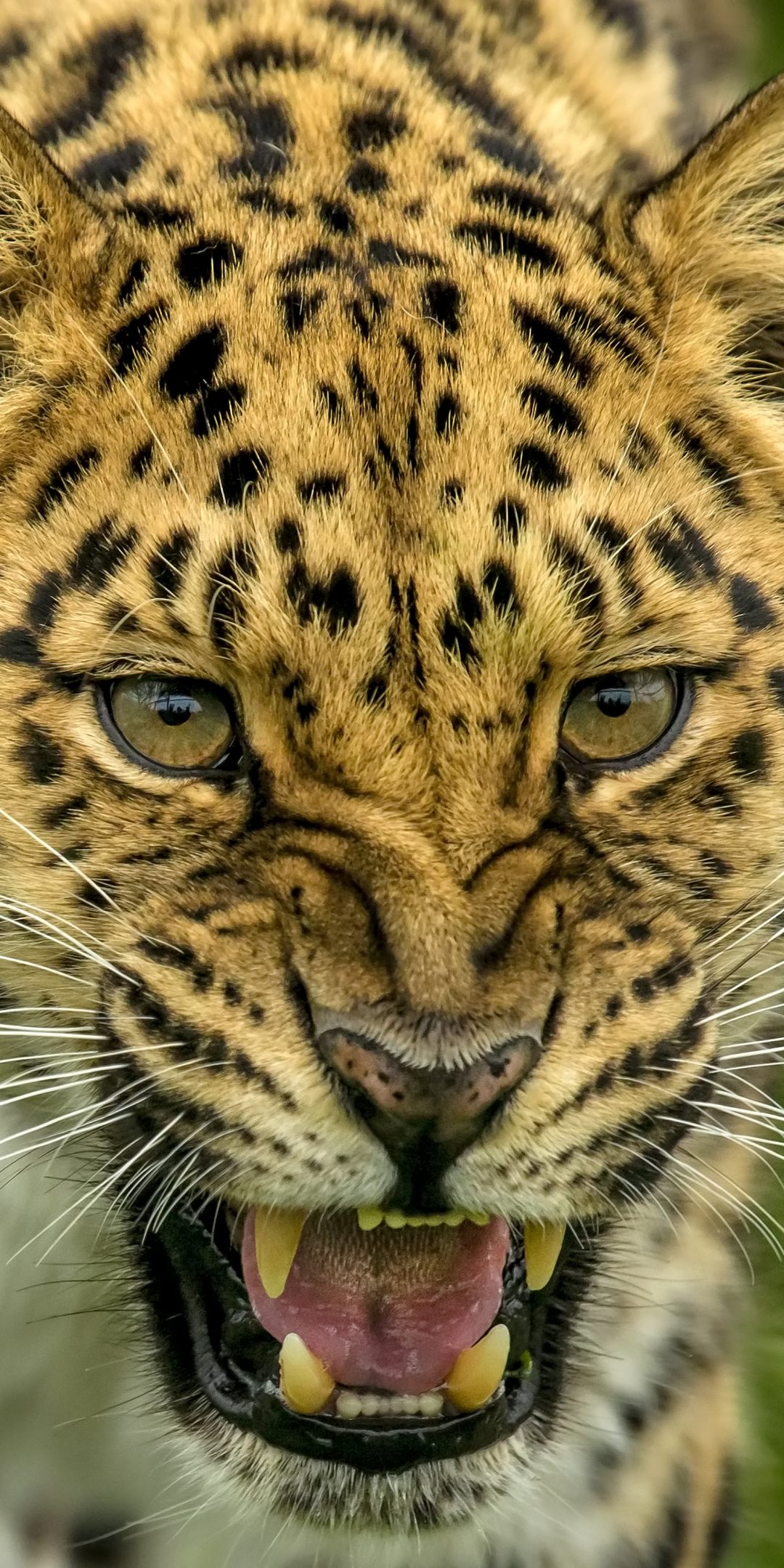 Roar, angry predator, leopard, muzzle, 1080x2160 wallpaper