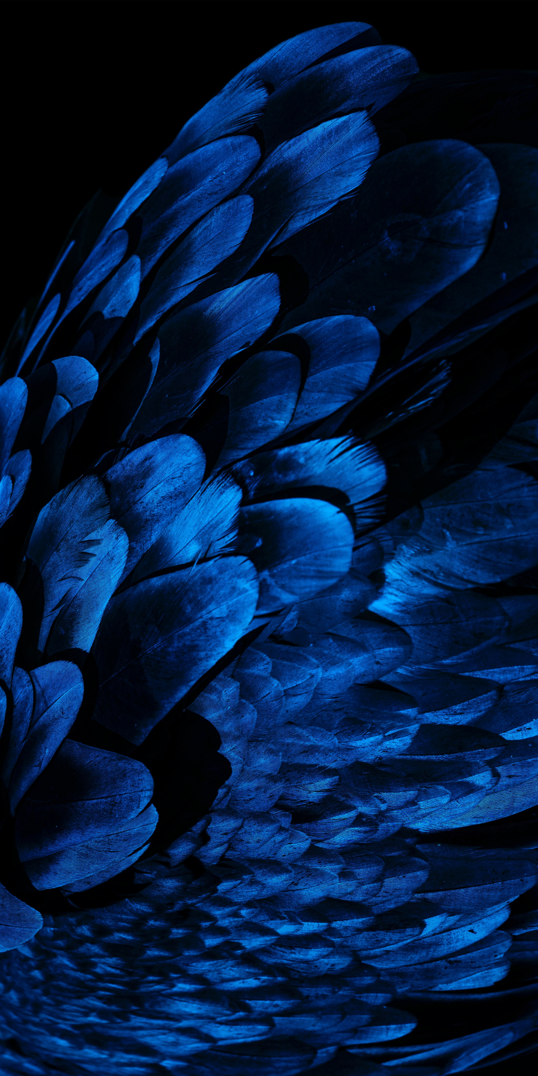 Feathers, bird wing, blue feathers, close up, 1080x2160 wallpaper