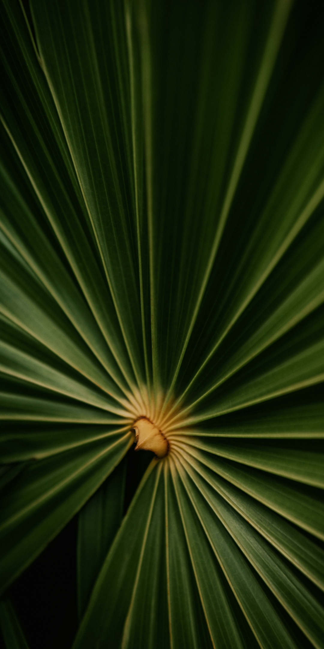 Close up, big plant's leaf, 1080x2160 wallpaper
