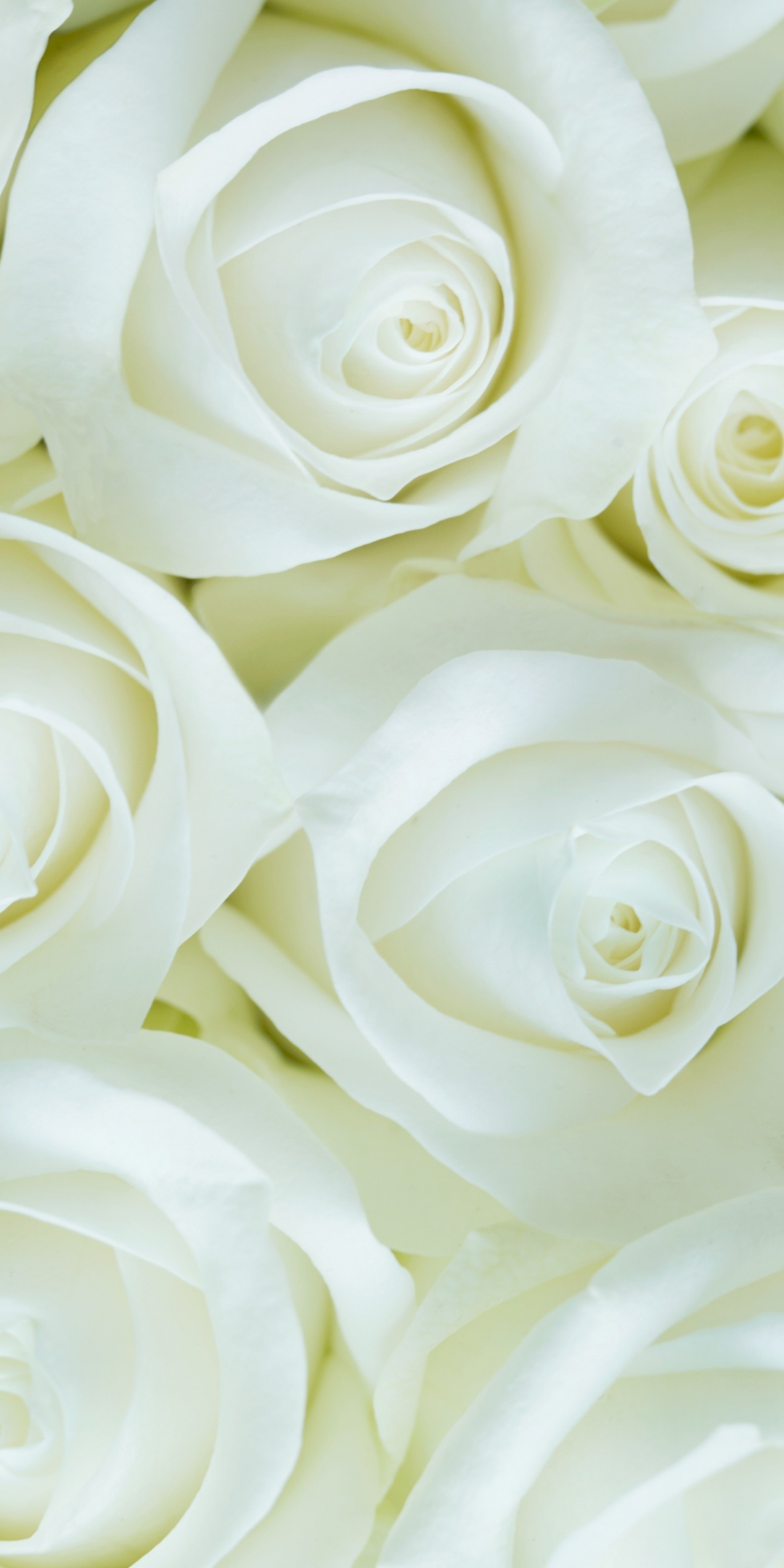 White roses, decorations, flowers, 1080x2160 wallpaper