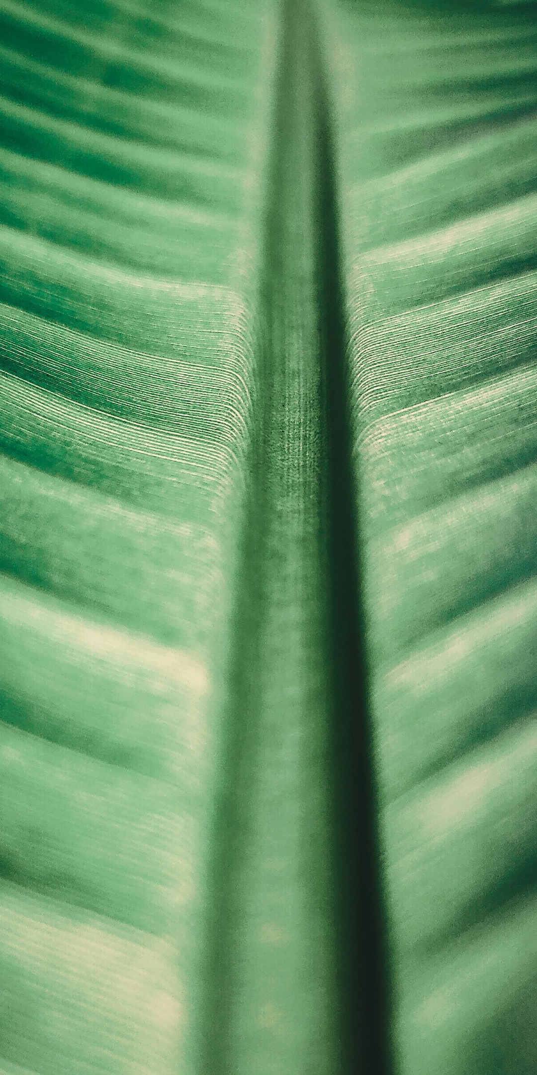 Big green leaf, texture, nature, 1080x2160 wallpaper