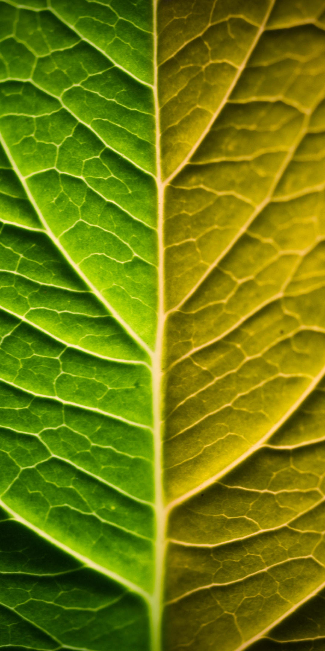 Bright, leaf, veins, close up, 1080x2160 wallpaper