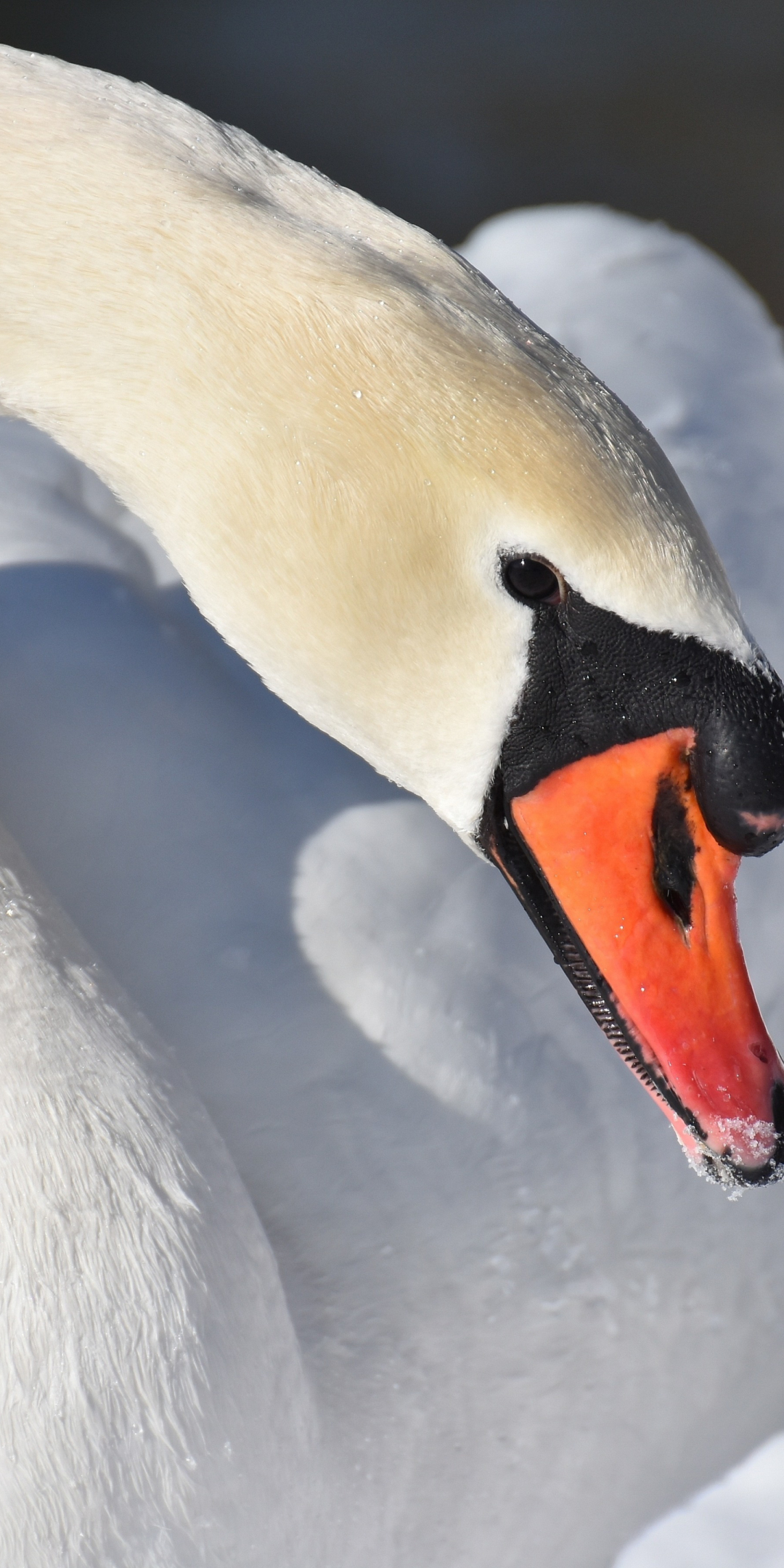 White swan, plumage, elegant bird, beak, 1080x2160 wallpaper
