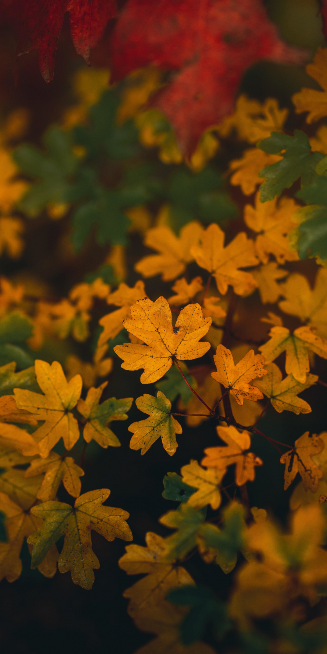 Yellow leaves, autumn, tree branches, 1080x2160 wallpaper