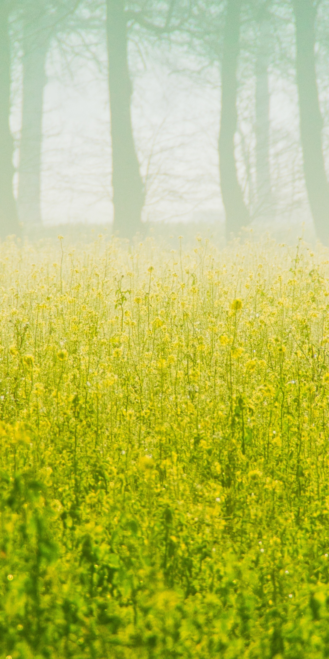 Download wallpaper 1080x2160 autumn, farms, yellow flowers, honor 7x ...