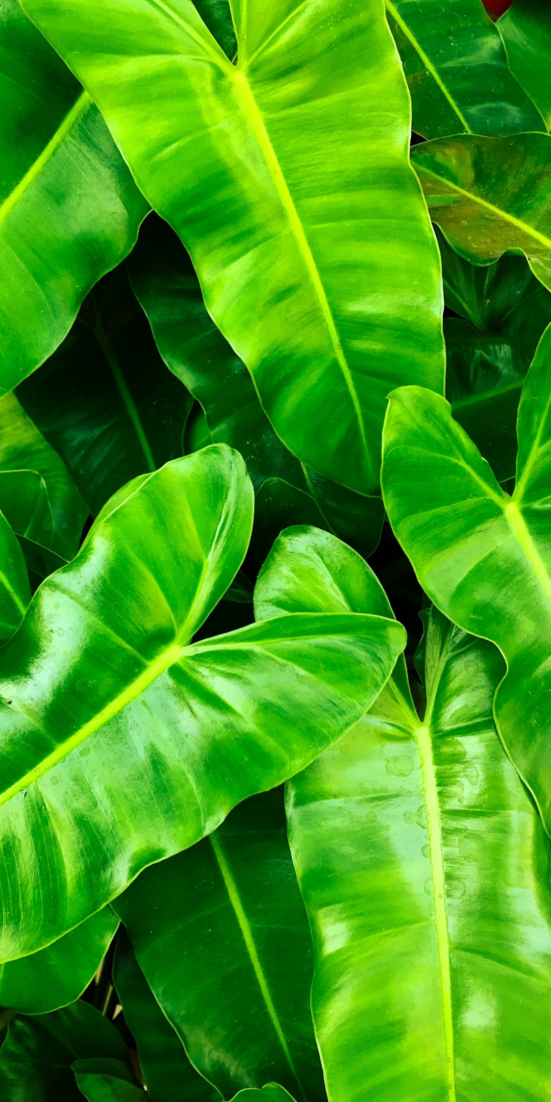 Green leaves, spring, 1080x2160 wallpaper