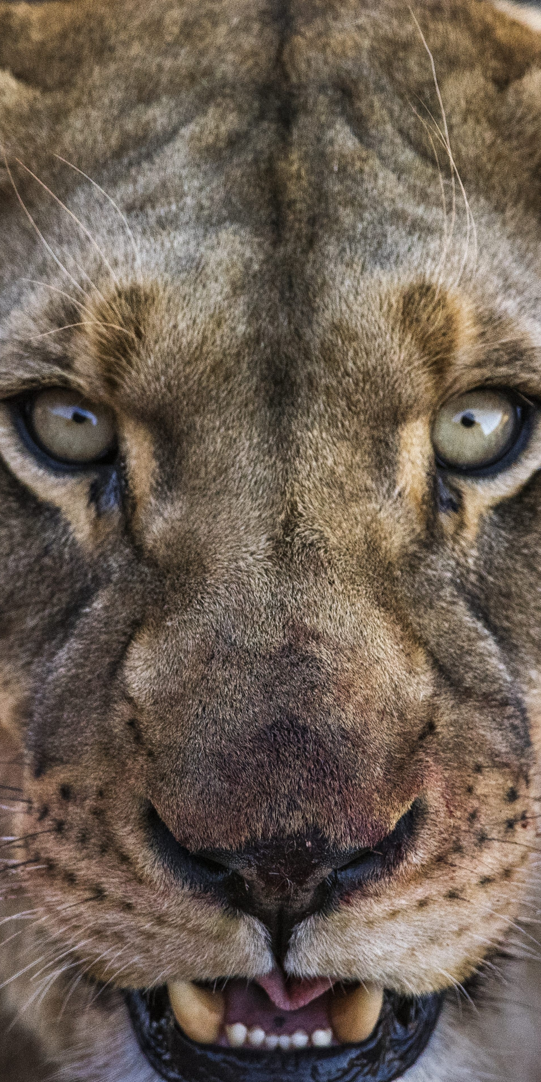 Lioness, angry beast, lion, muzzle, 1080x2160 wallpaper