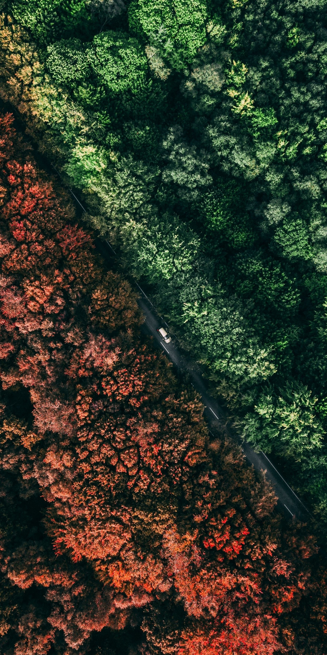 Fall, autumn, aerial view, forest, trees, 1080x2160 wallpaper