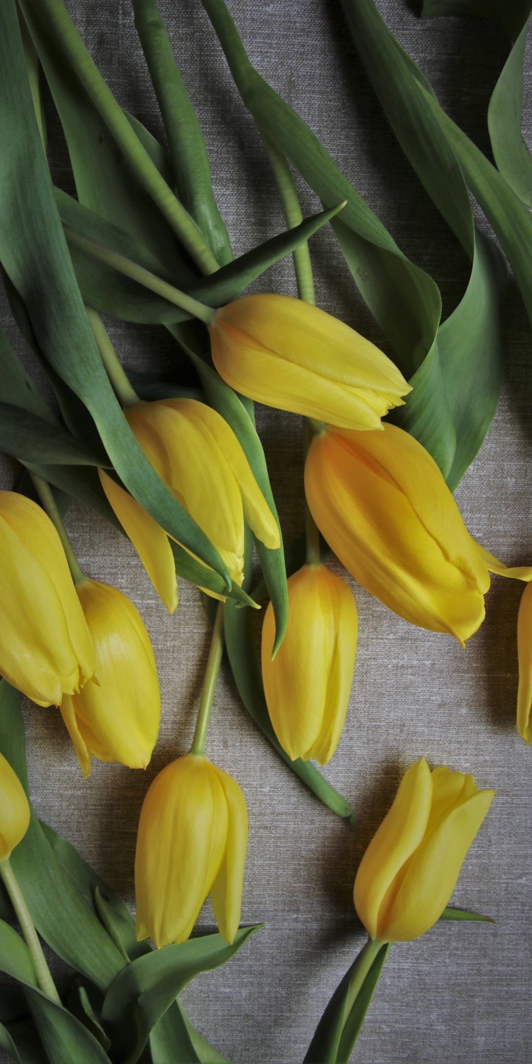 Yellow tulips, flowers, fresh, 1080x2160 wallpaper