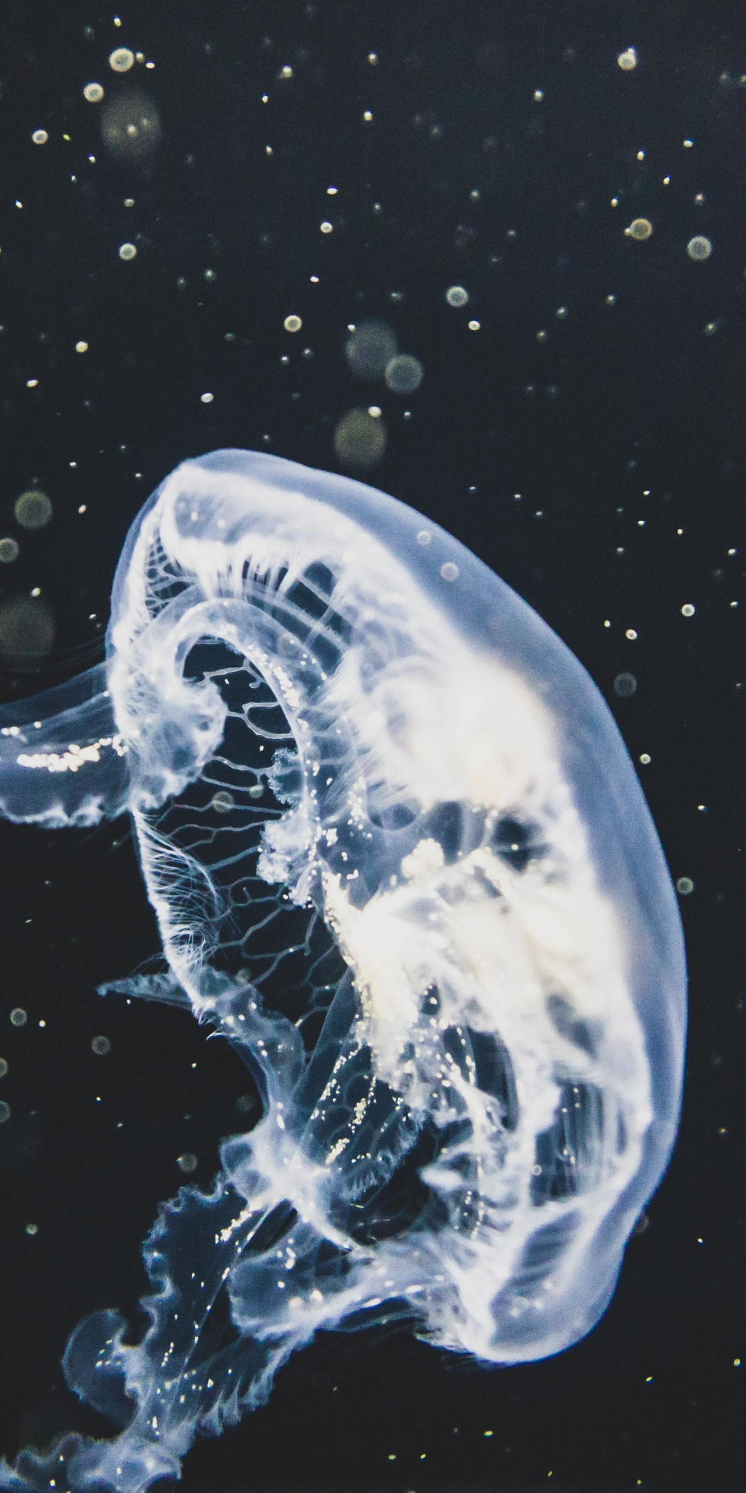 White, glow, jellyfish, 1080x2160 wallpaper
