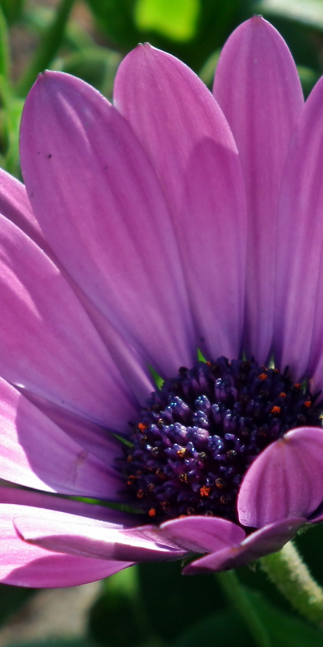 Daisy, purple flower, close up, 1080x2160 wallpaper