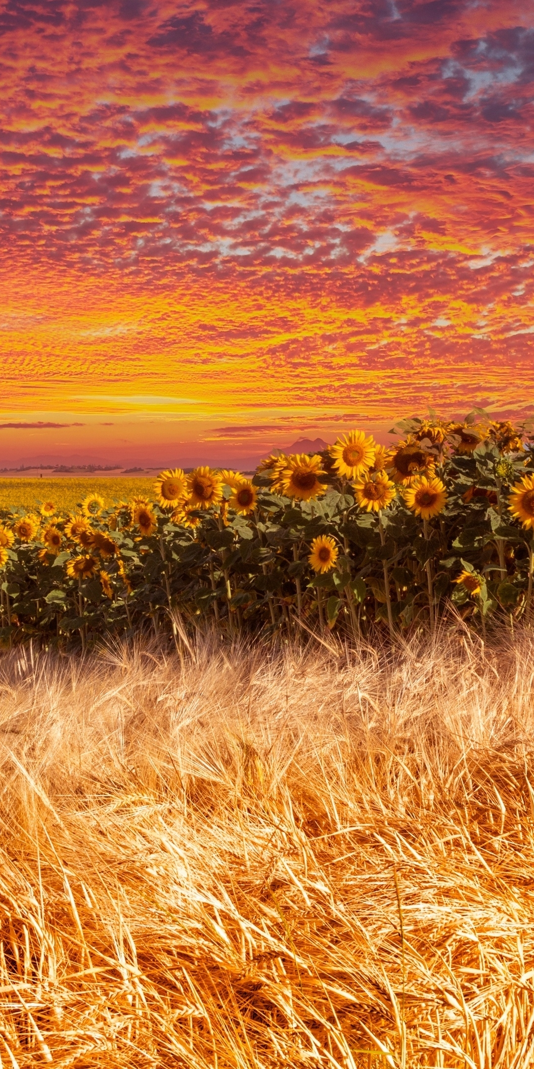 Wheat and sunflower farm, sunset, 1080x2160 wallpaper