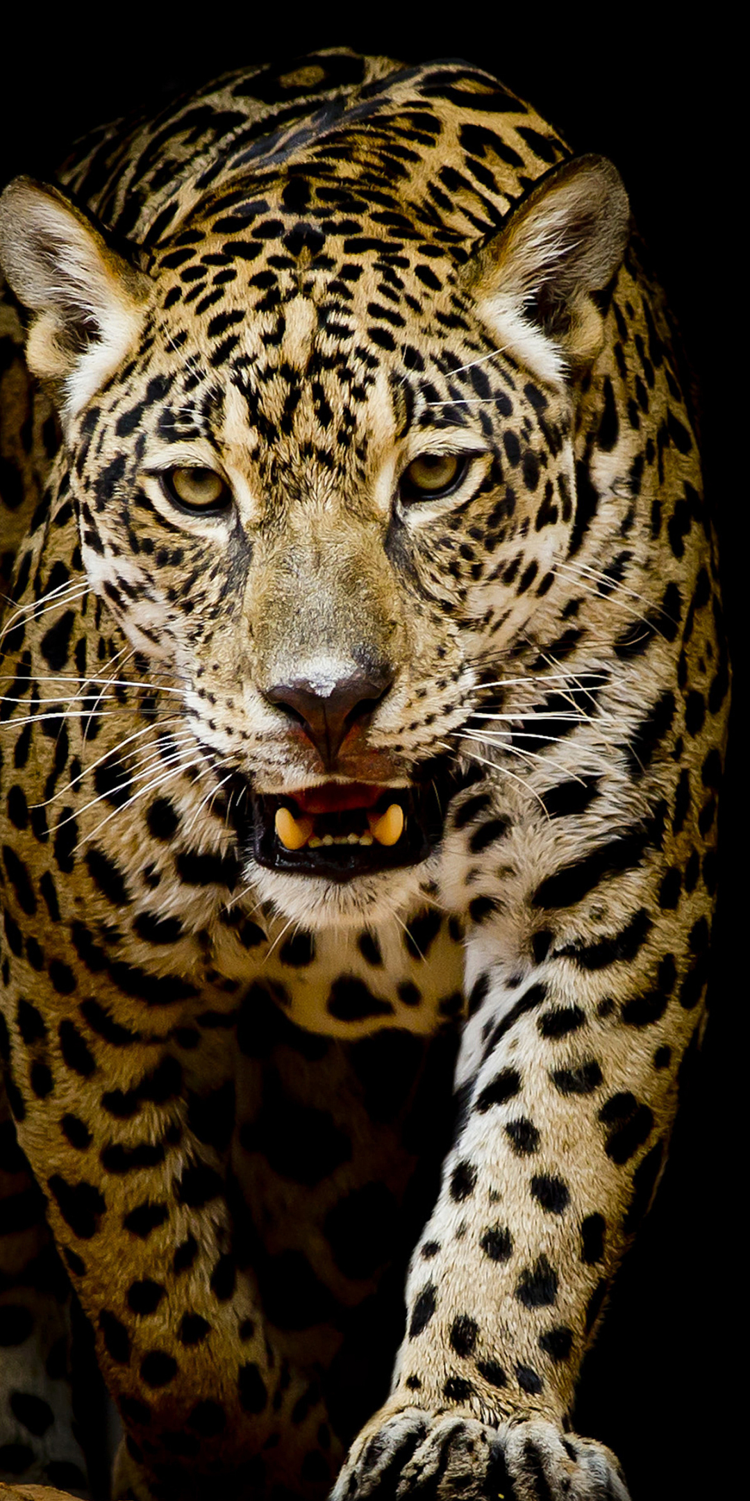 Leopard, predator, portrait, 1080x2160 wallpaper
