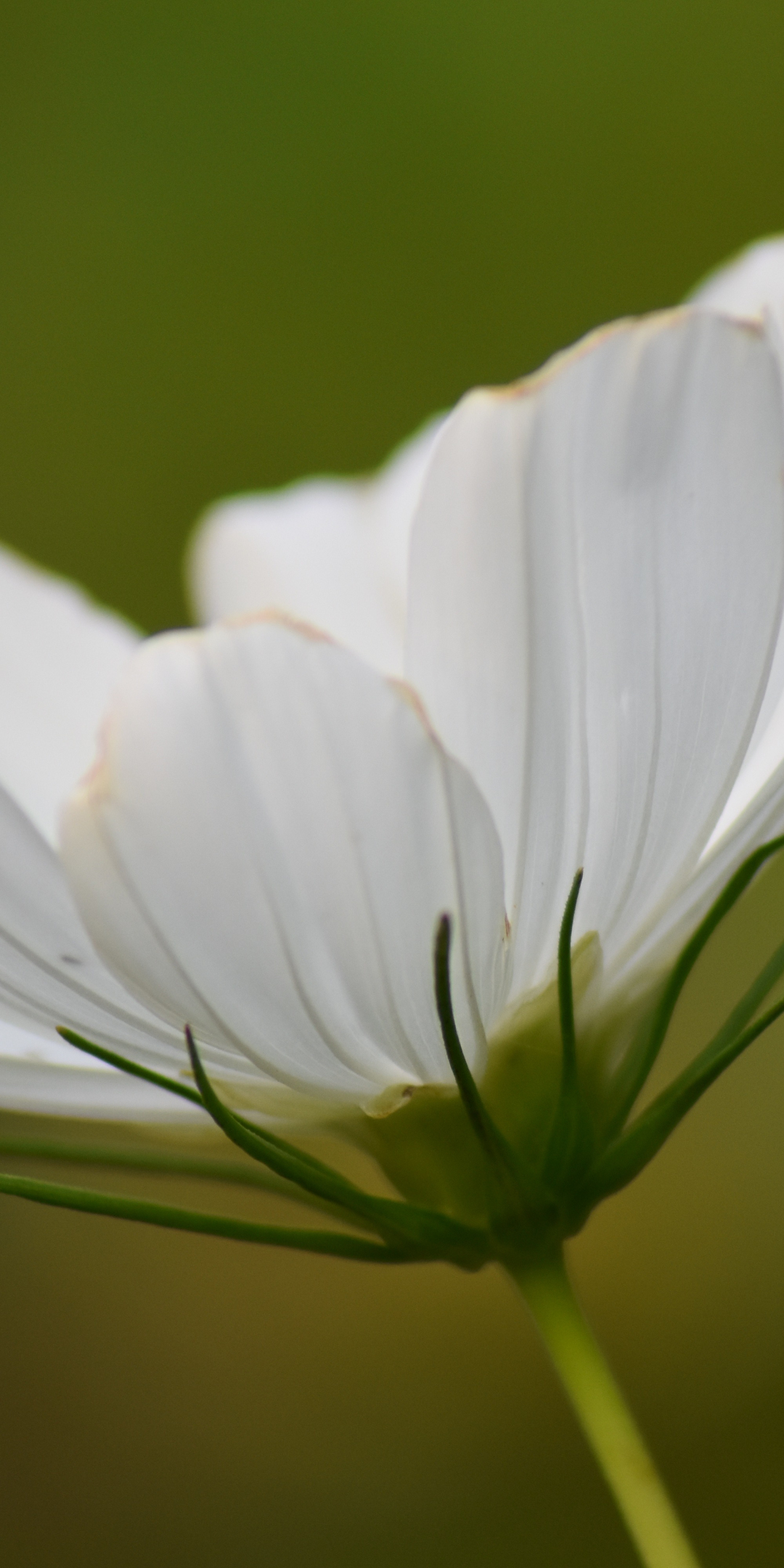 White cosmos, bloom, flower, close up, 1080x2160 wallpaper