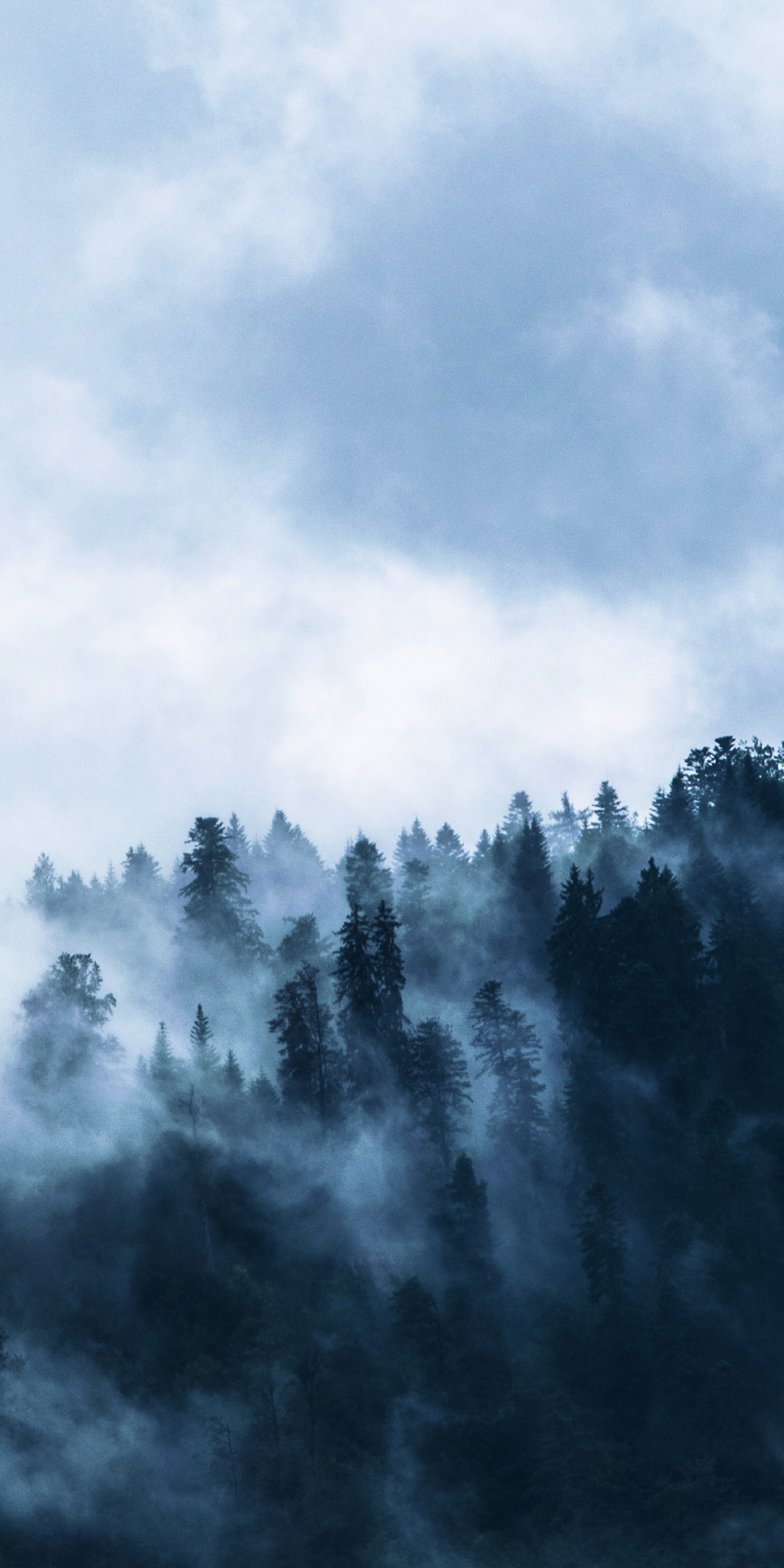 Fog, misty day, forest, horizon, 1080x2160 wallpaper