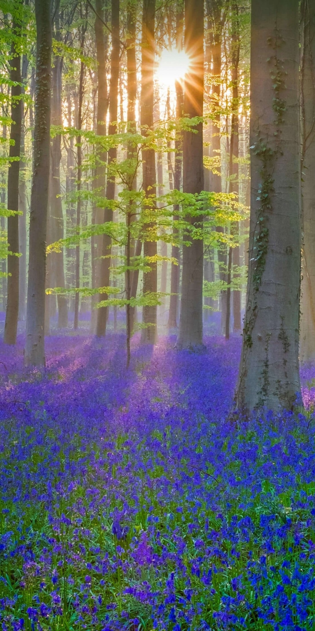 Blue flowers, plants, forest, spring, nature, 1080x2160 wallpaper