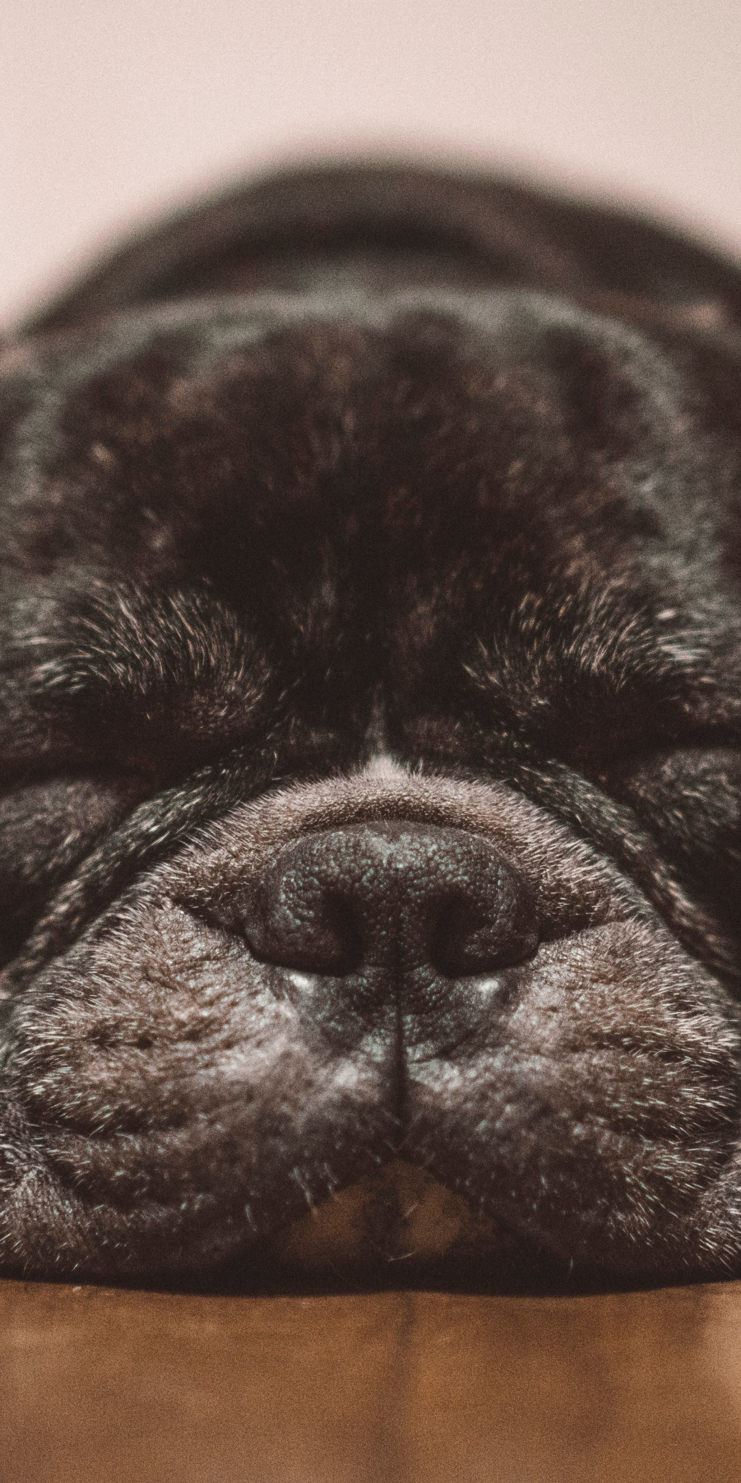 Sleep, Bulldog, close up, 1080x2160 wallpaper