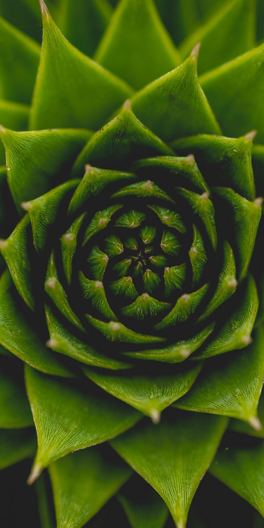 Plant, succulent, green, close up, 1080x2160 wallpaper