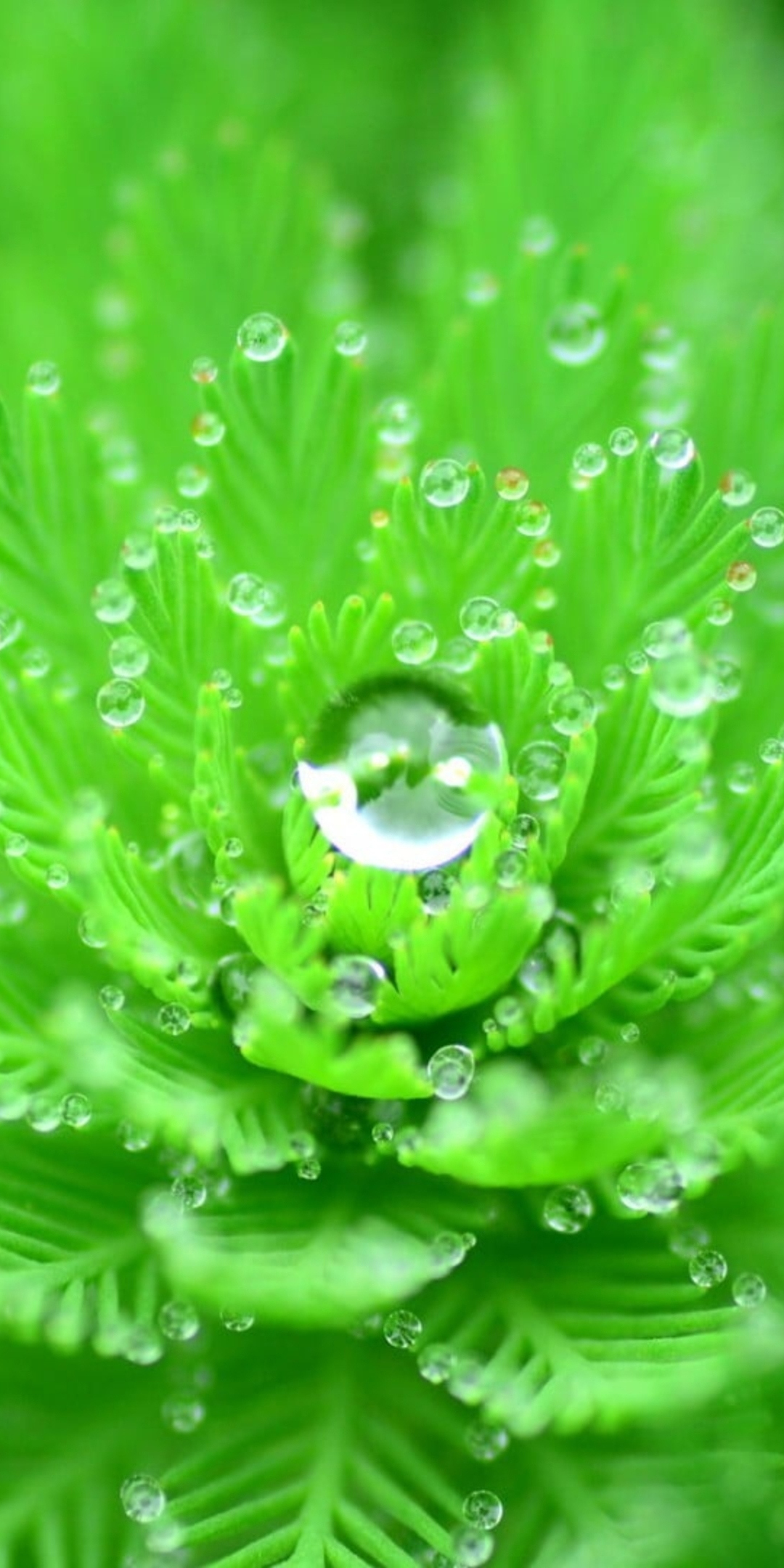 Droplets, close up, leaves, branches, 1080x2160 wallpaper