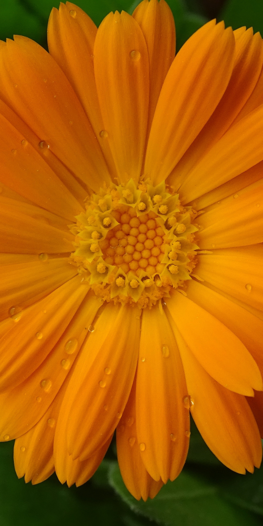 Marigold, flower, close up, drops, 1080x2160 wallpaper