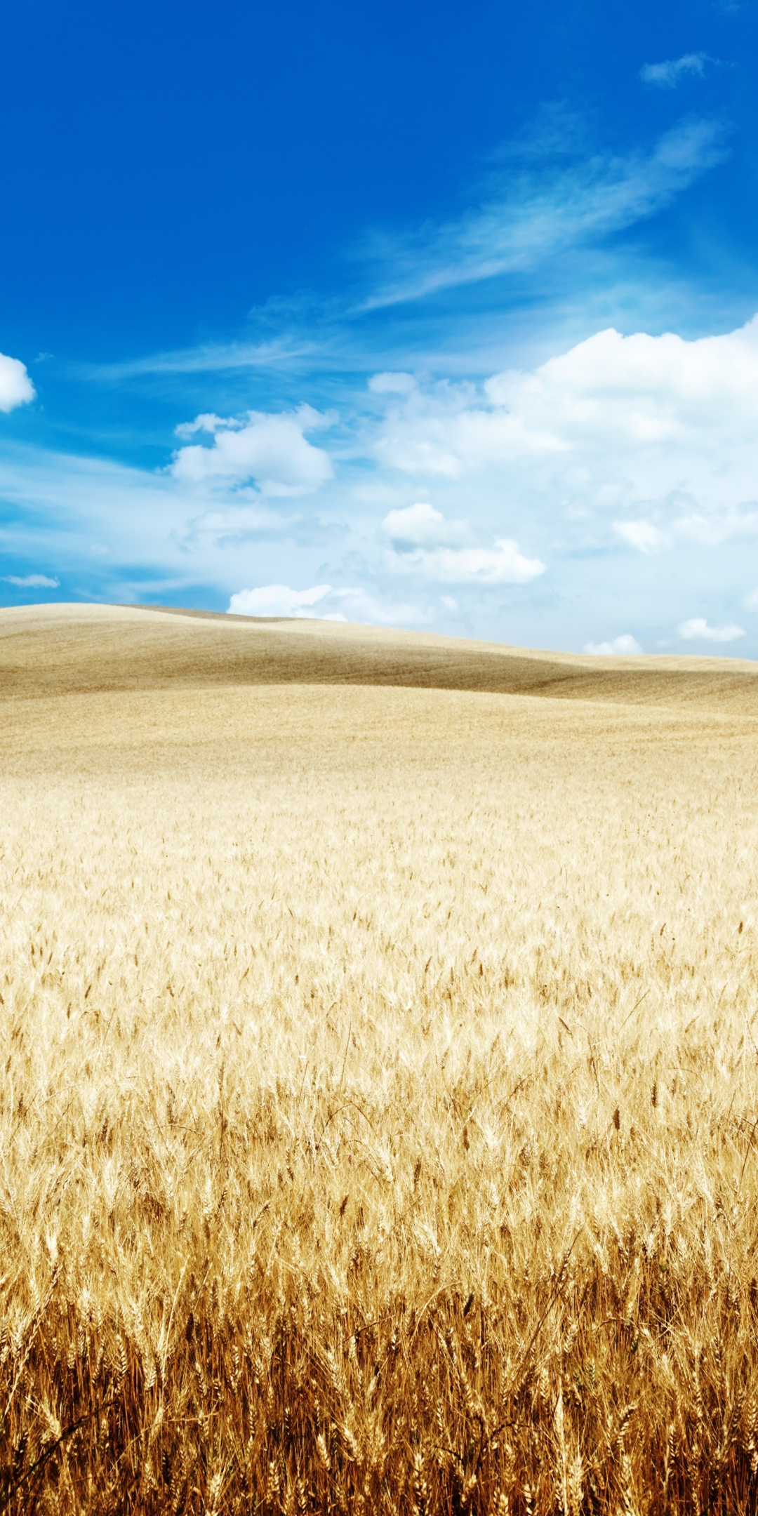 Wheat farm, landscape, clouds, blue sky, 1080x2160 wallpaper