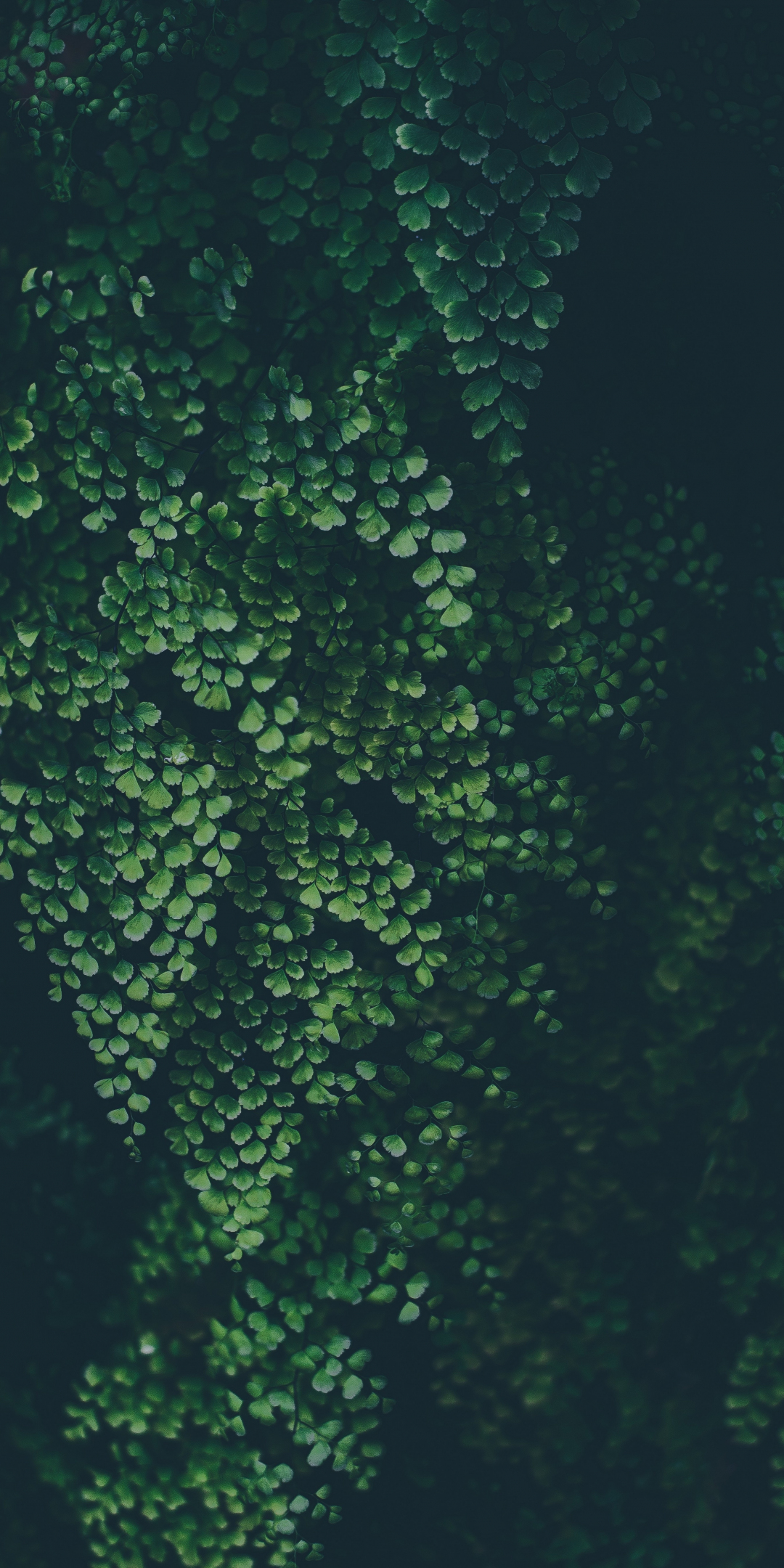Green leaves, clover, nature, plants, 1080x2160 wallpaper