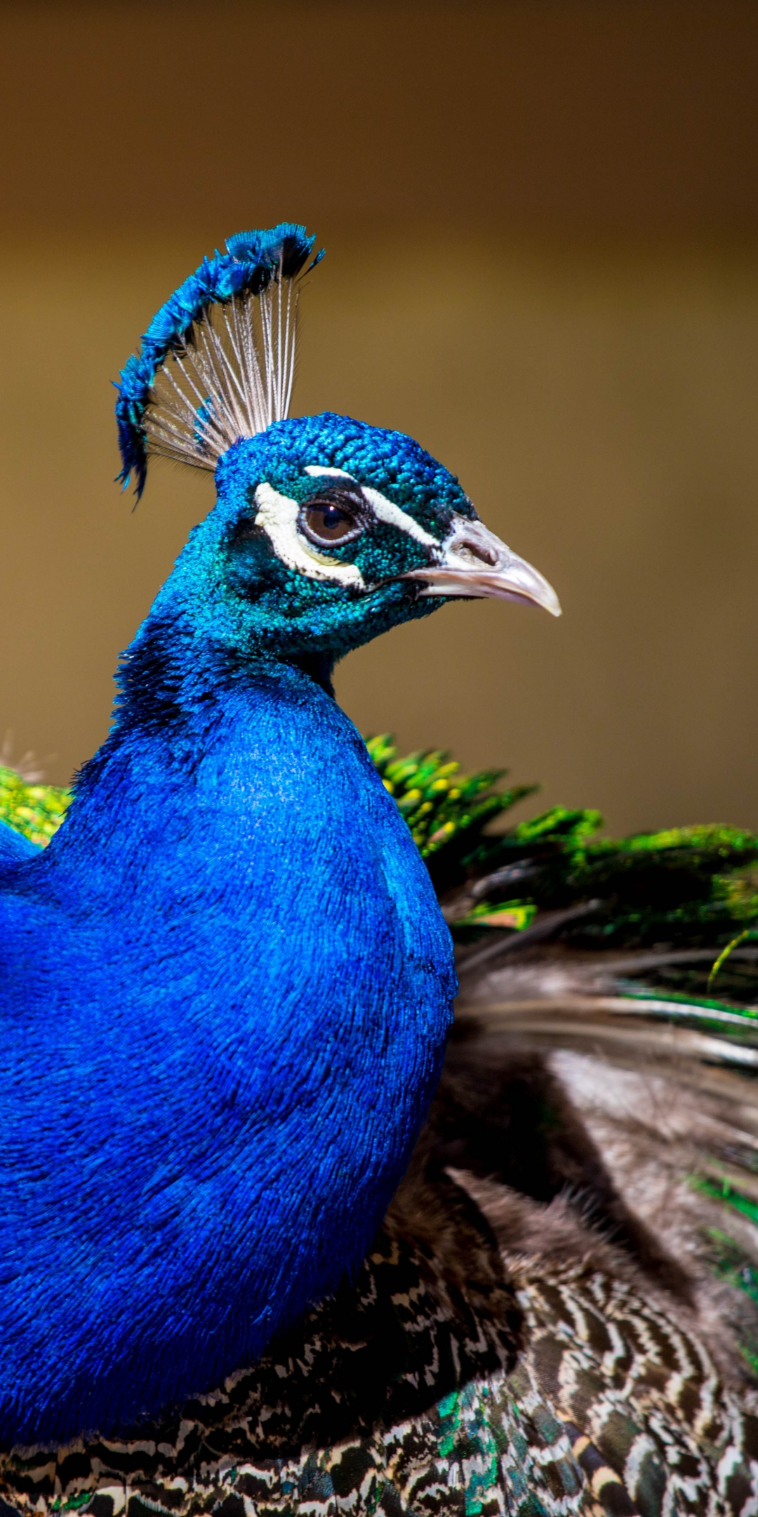 Peacock, colorful bird, plumage, 1080x2160 wallpaper