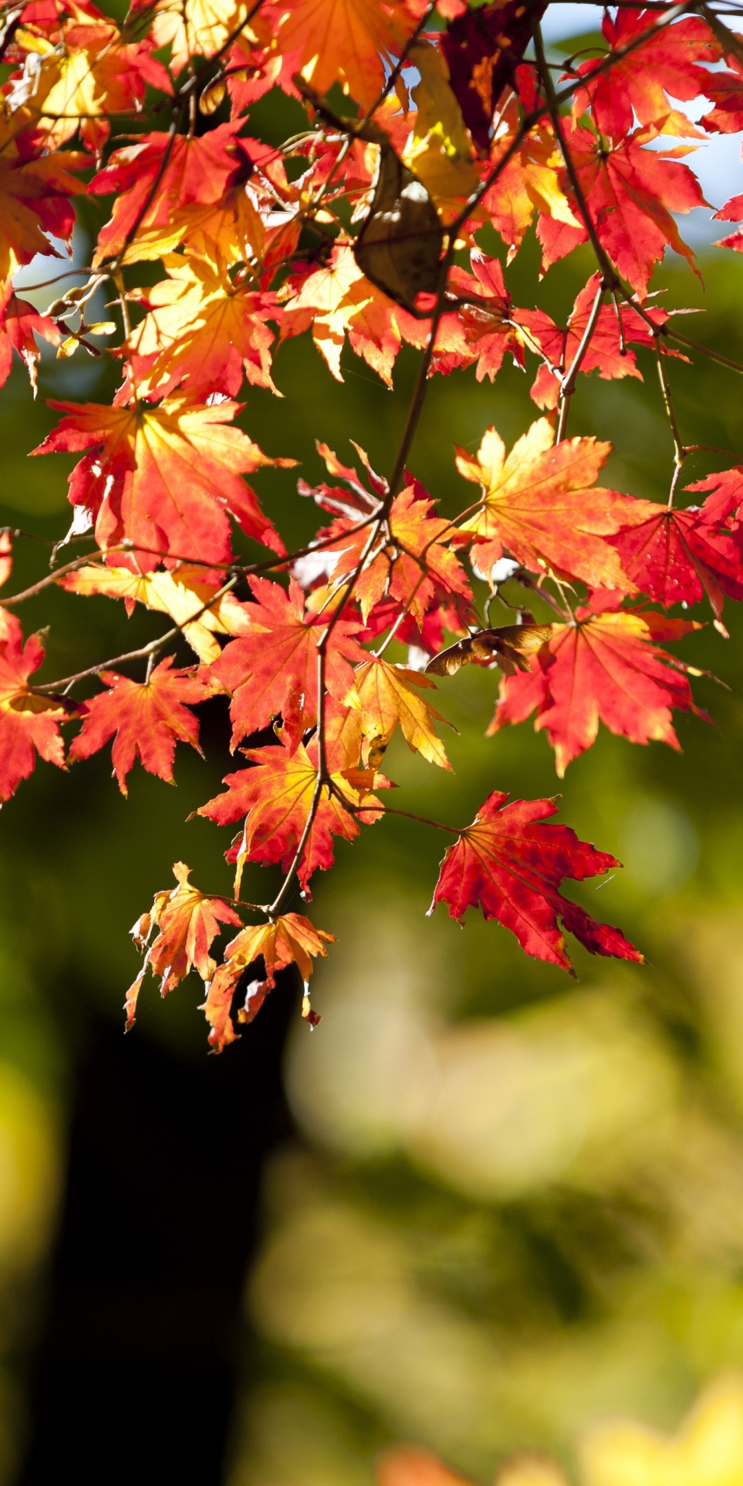 Autumn, nature, leaves, bokeh, blur, 1080x2160 wallpaper