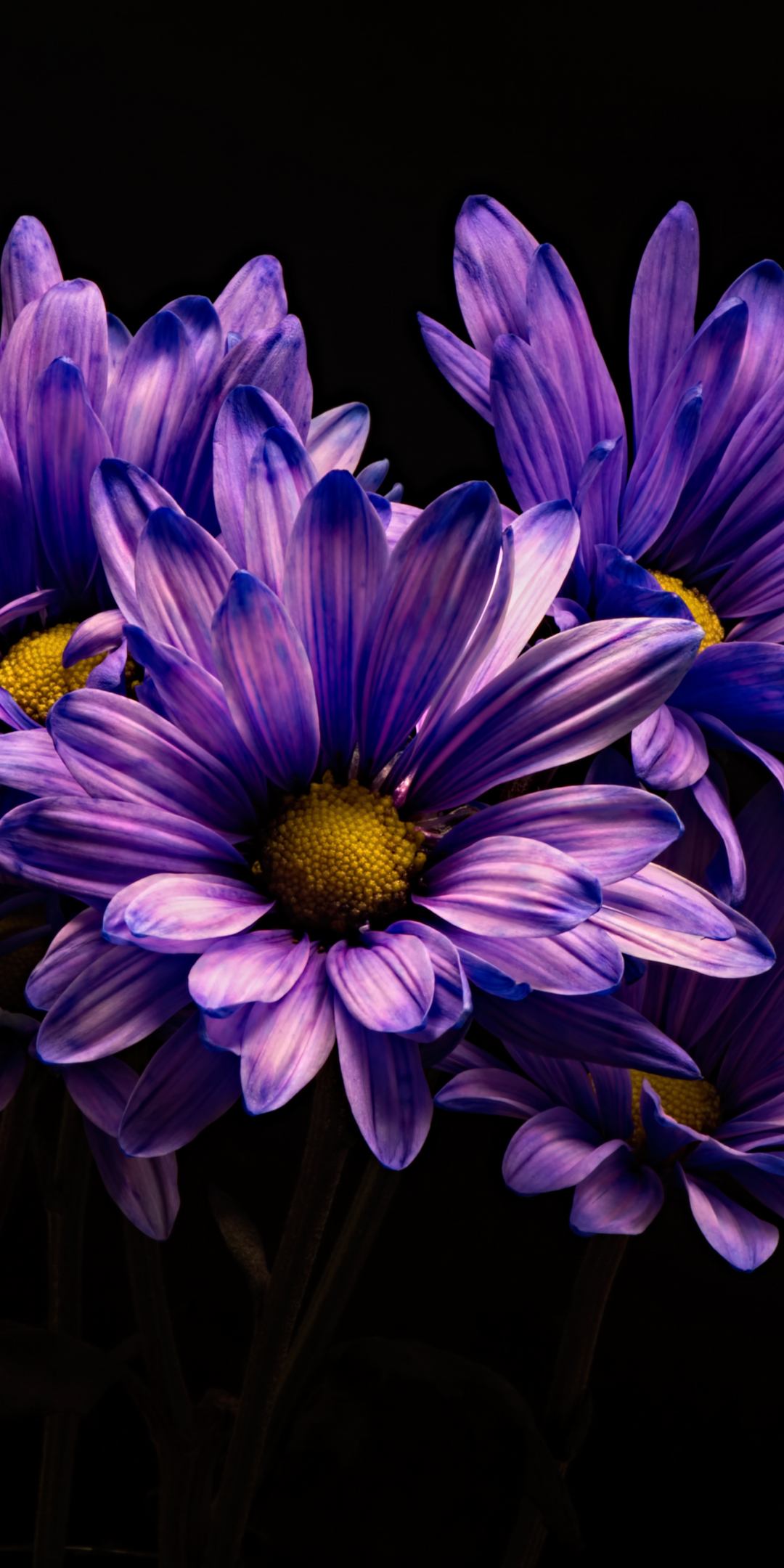 Violet flower, Chrysanthemum, flower, 1080x2160 wallpaper