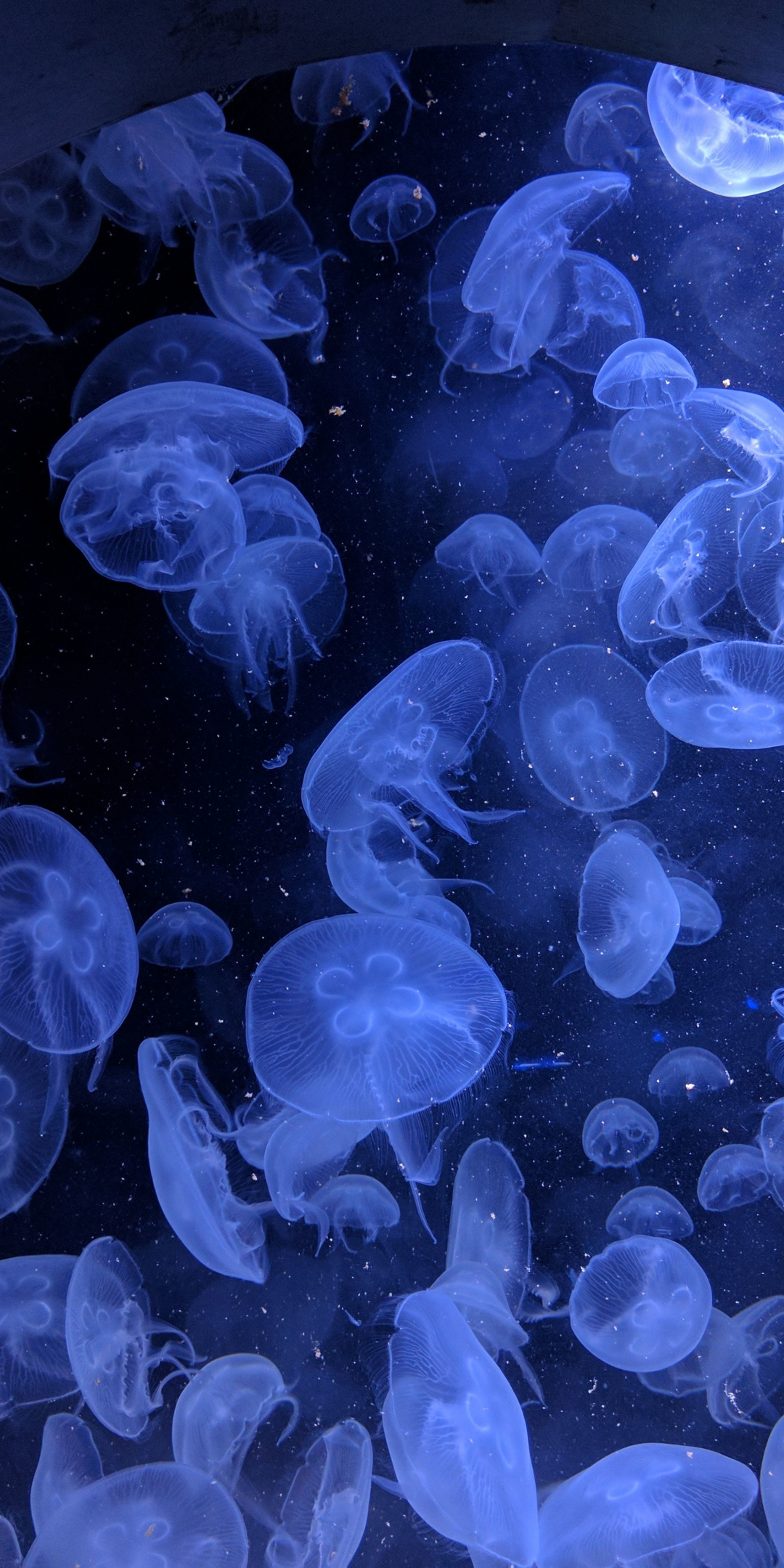 Jellyfish, underwater, blue, aquatic world, 1080x2160 wallpaper