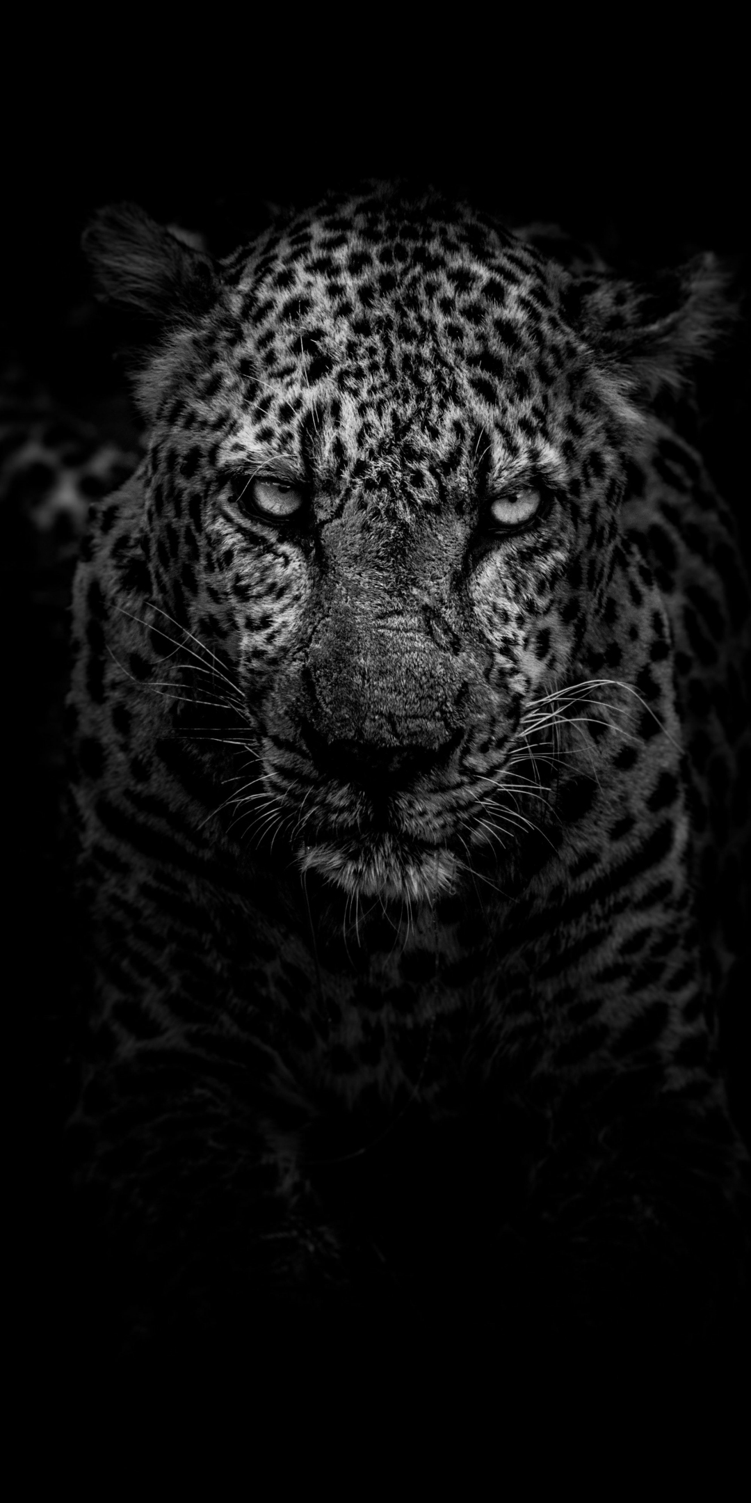 Leopard, angry, animal, monochrome, muzzle, 1080x2160 wallpaper