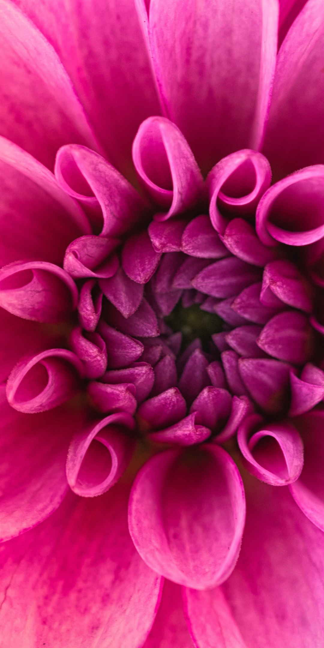 Pink flower, Dahlia, pink, close up, 1080x2160 wallpaper