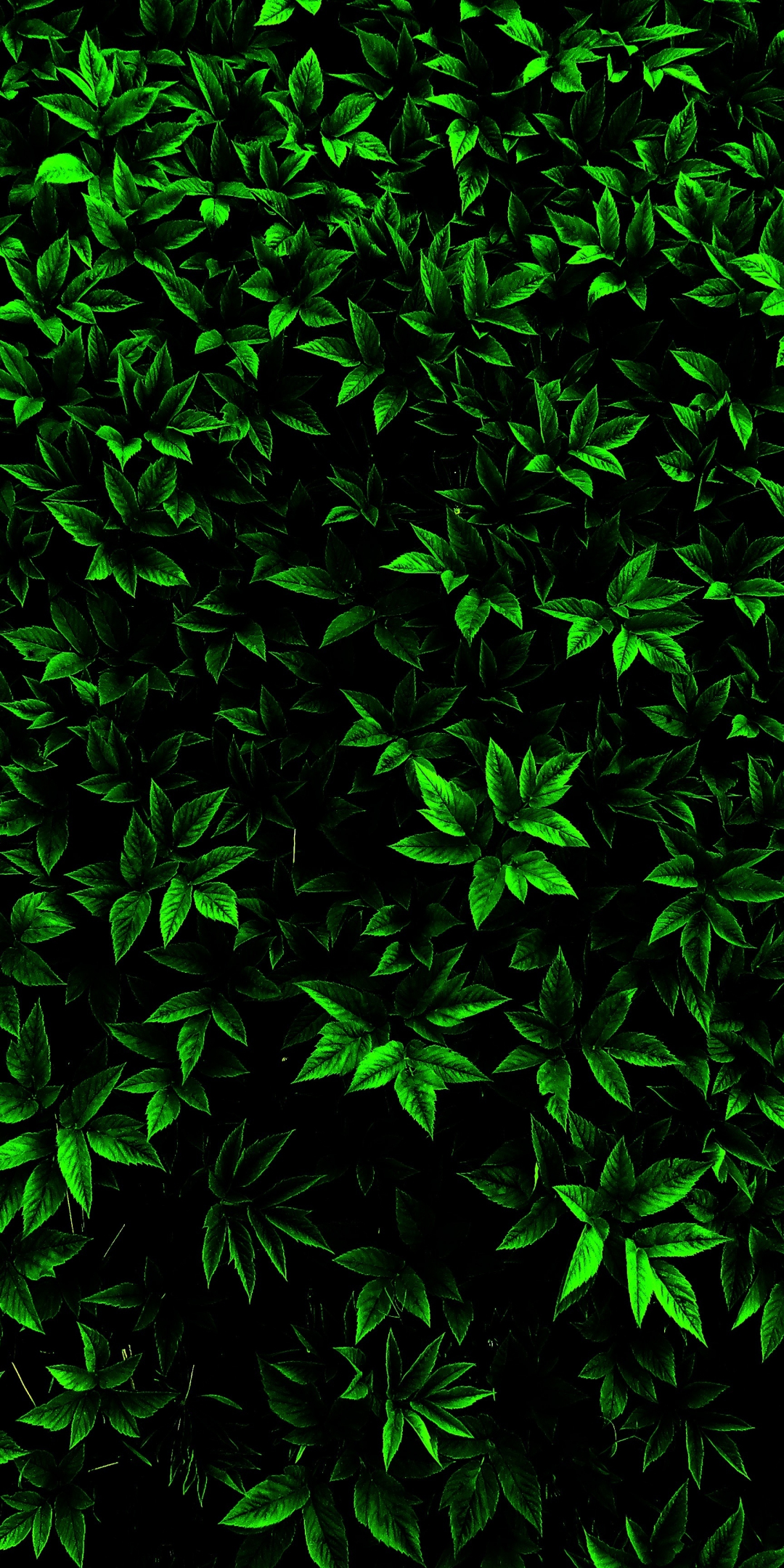 Green, small leaf, branches, 1080x2160 wallpaper