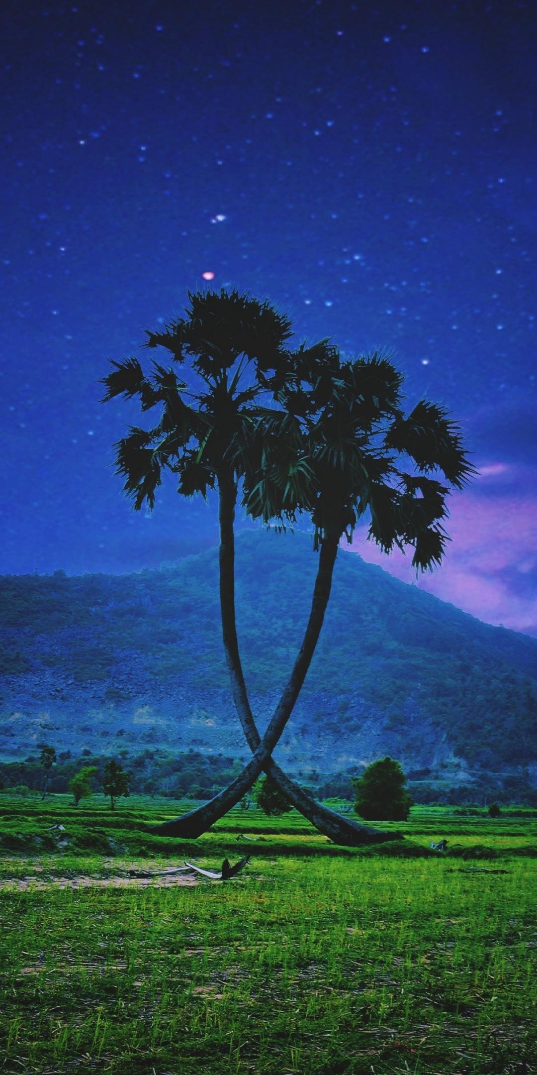Palm trees, landscape, night, sky, 1080x2160 wallpaper