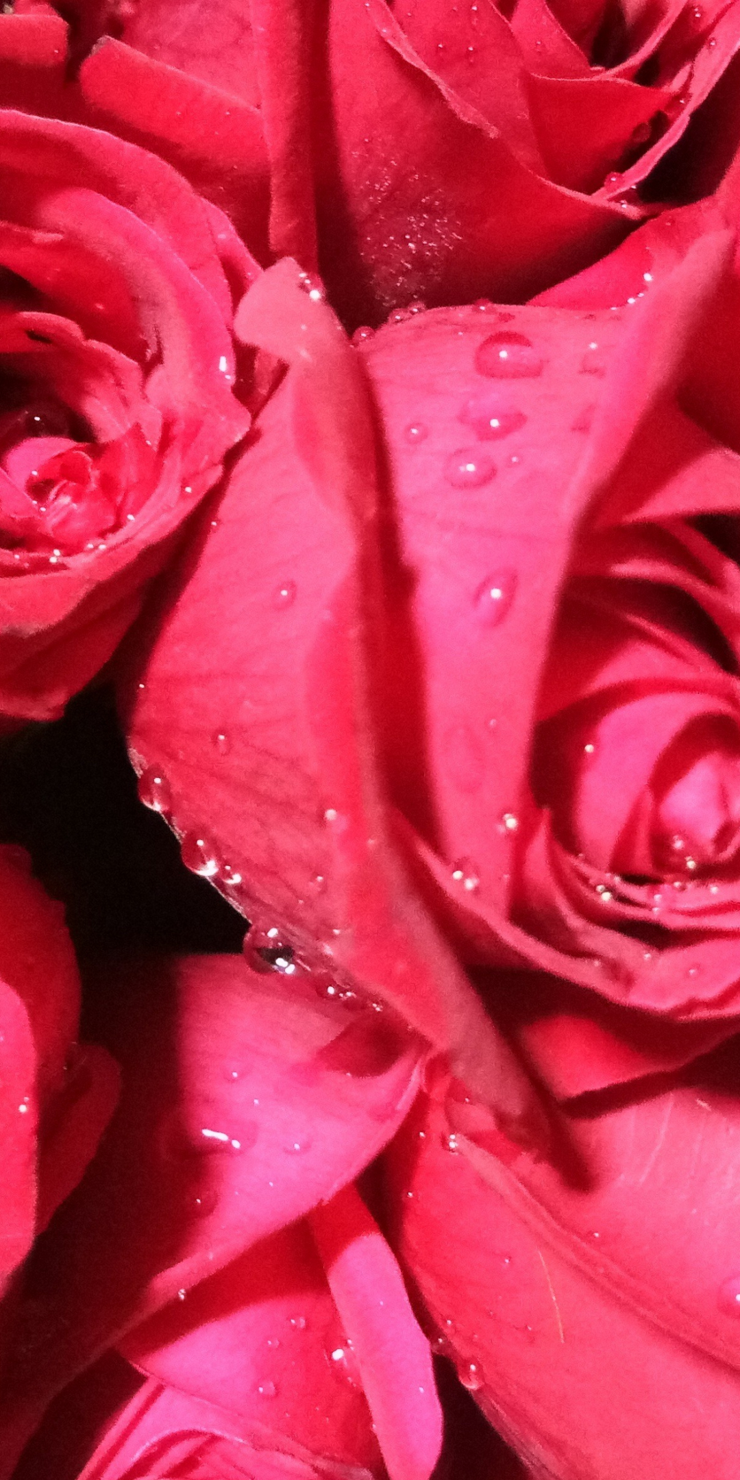 Bunch of roses, red flower, drops, 1080x2160 wallpaper
