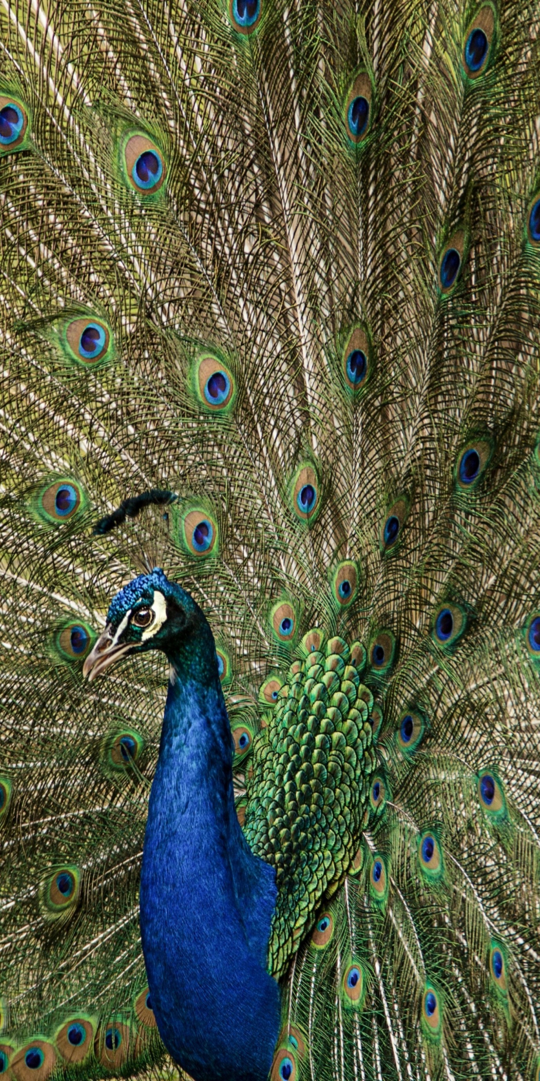 Plumage, feathers, dance, peacock, bird, 1080x2160 wallpaper