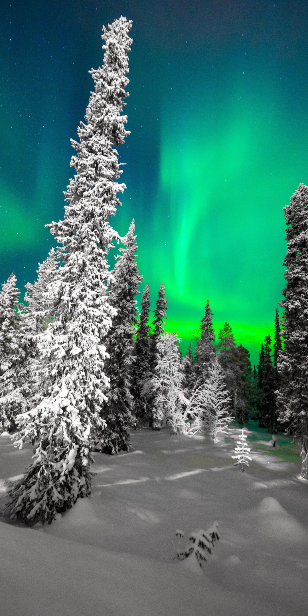 Winter, trees, Northern lights, sky, night, 1080x2160 wallpaper