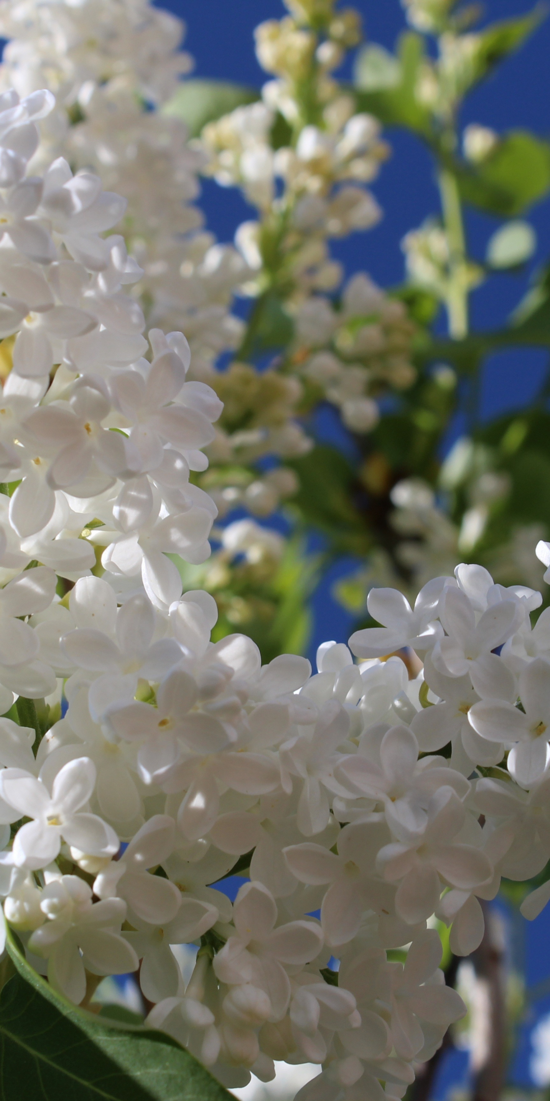 Blossom, pure white, flowers, spring, 1080x2160 wallpaper