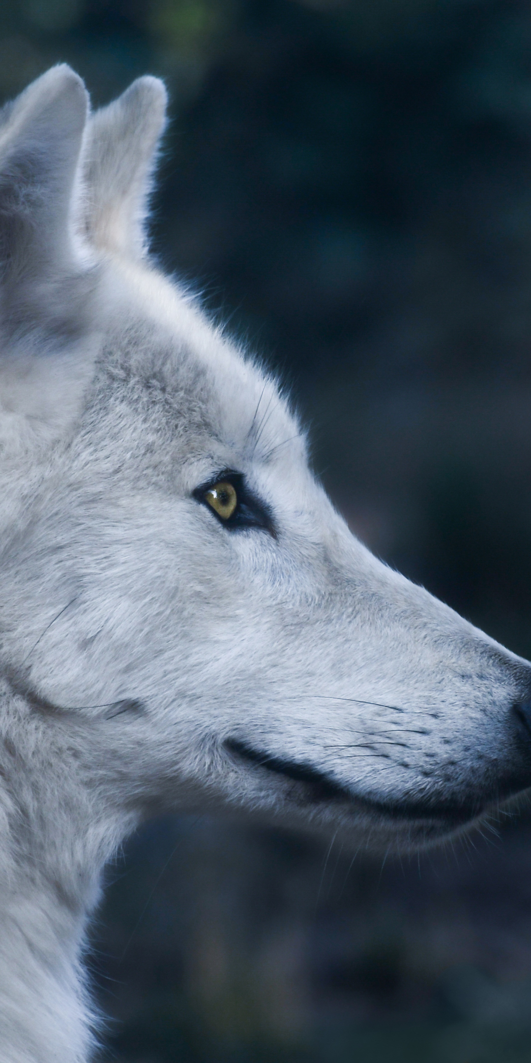 Wolf, predator, wild animal, muzzle, 1080x2160 wallpaper