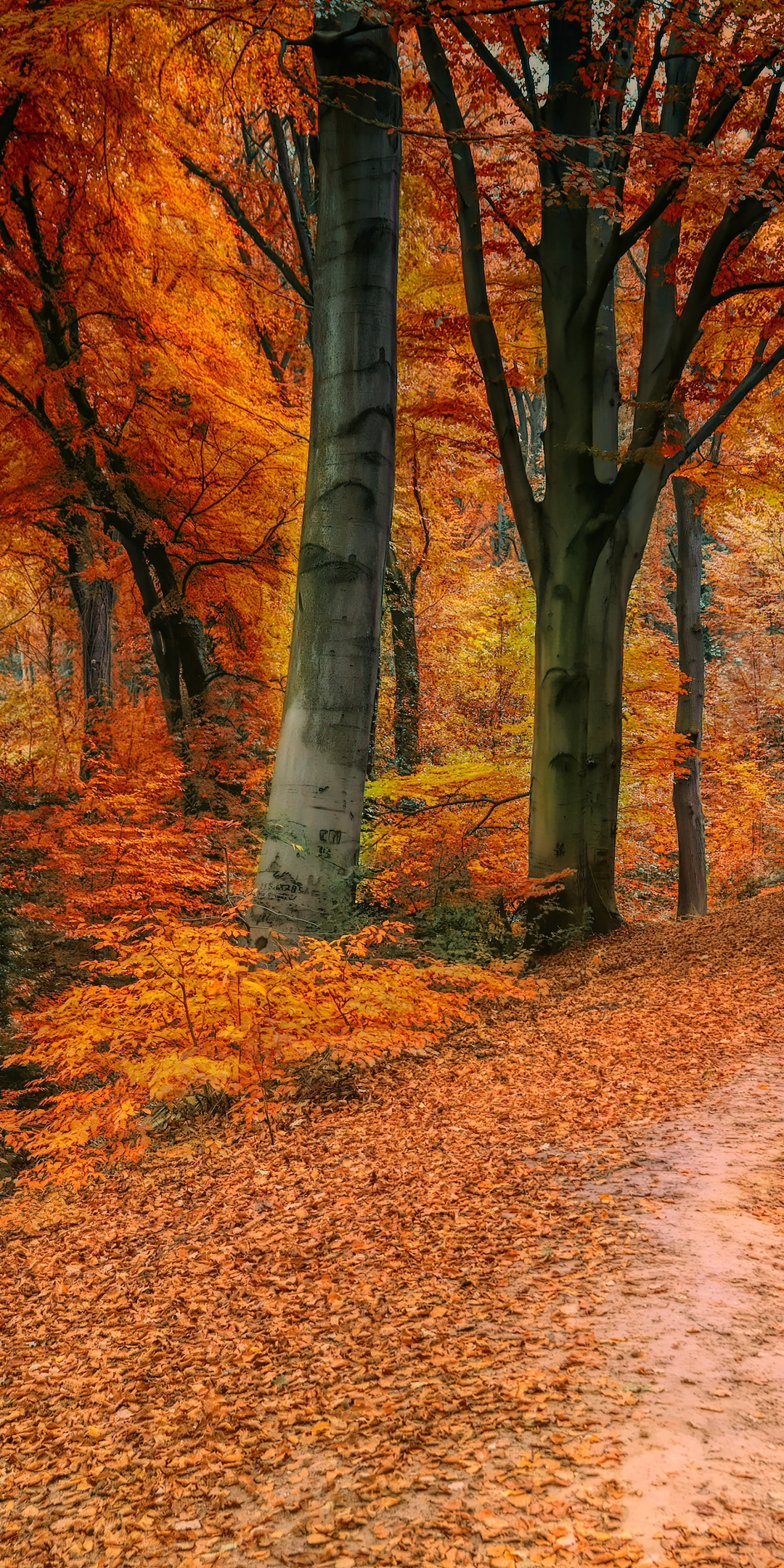 Autumn, tree, fall, pathway, 1080x2160 wallpaper